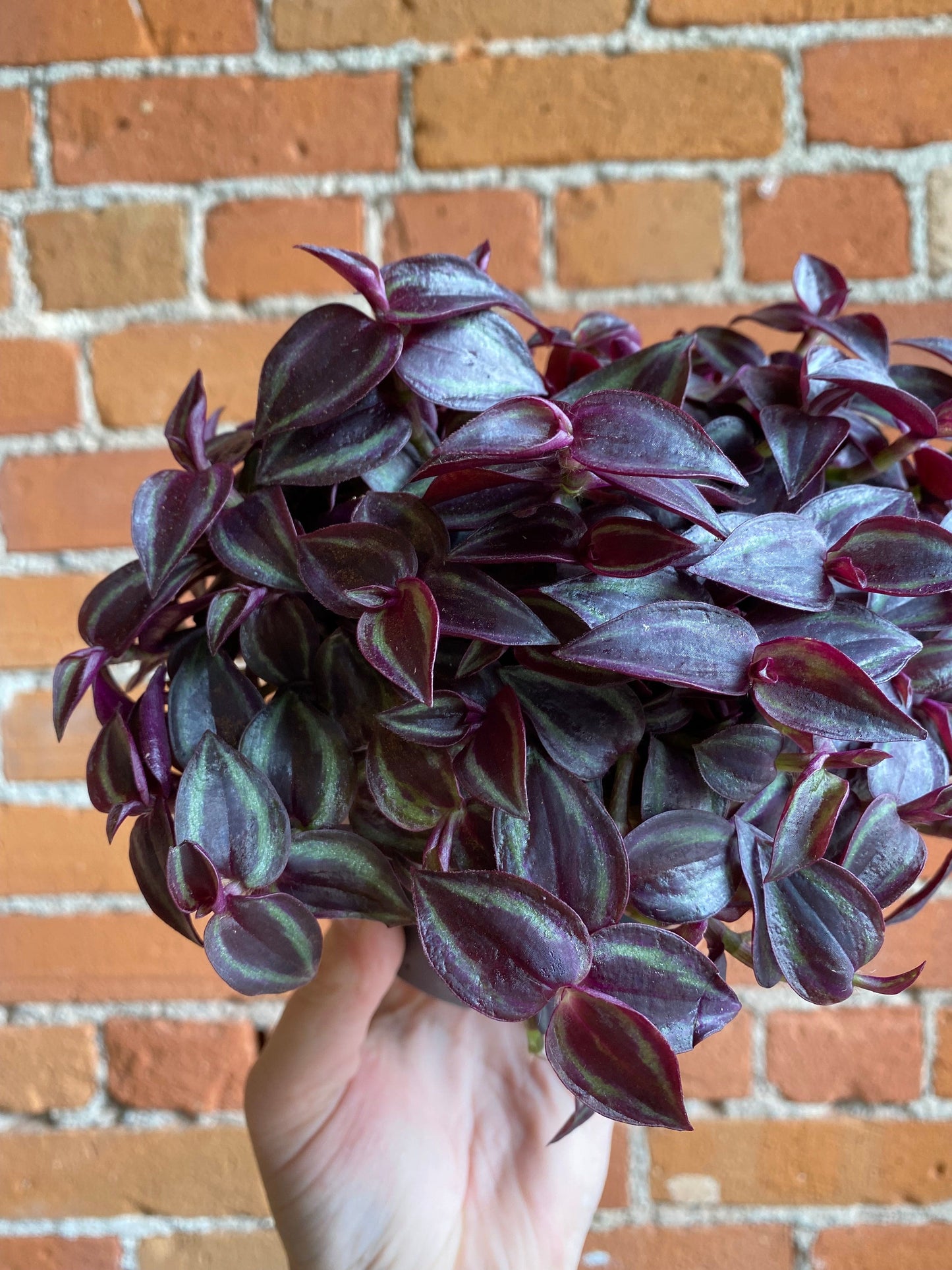 Plant Goals Plant Shop 5" Tradescantia Purpusii