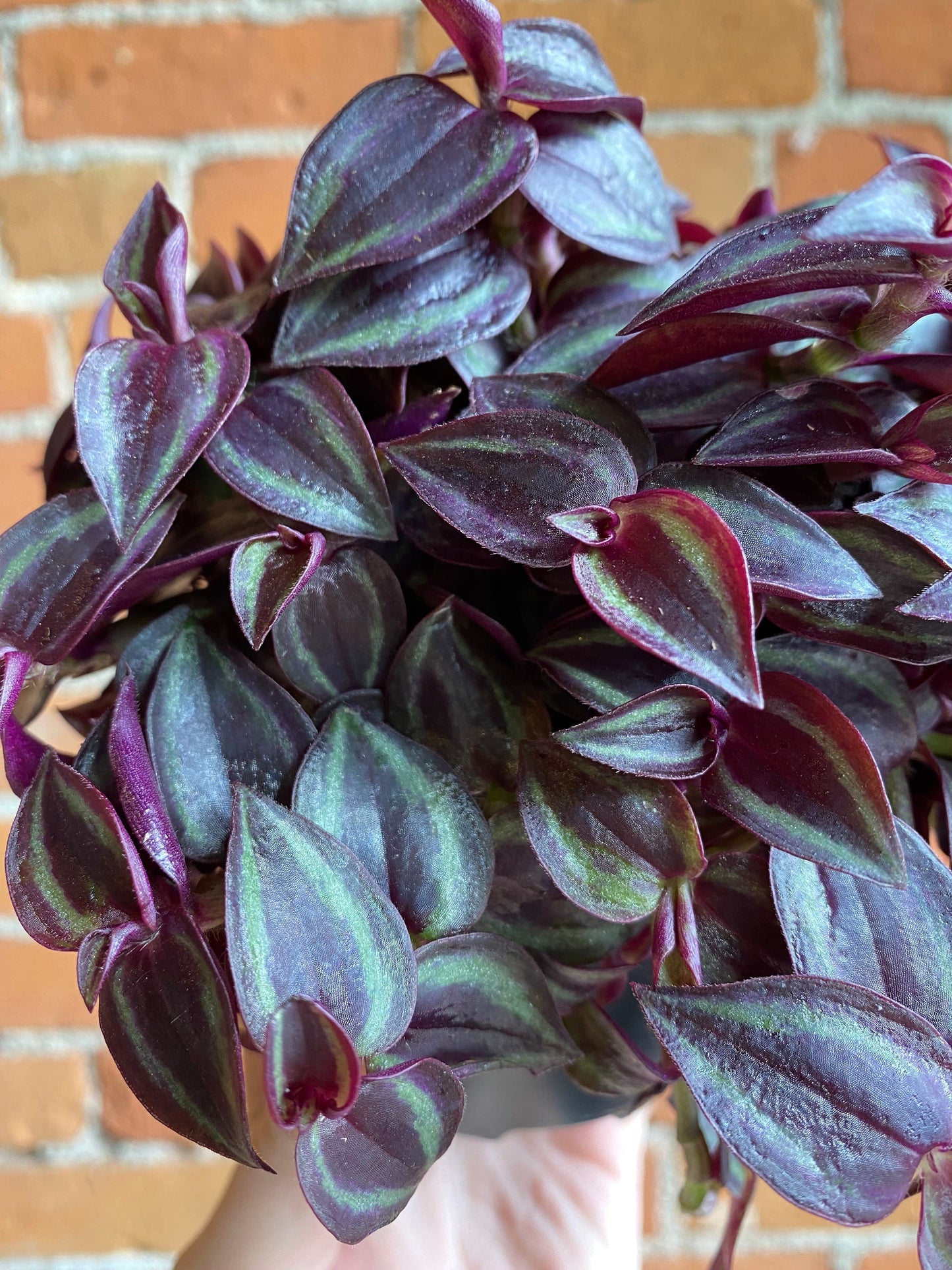 Plant Goals Plant Shop 5" Tradescantia Purpusii