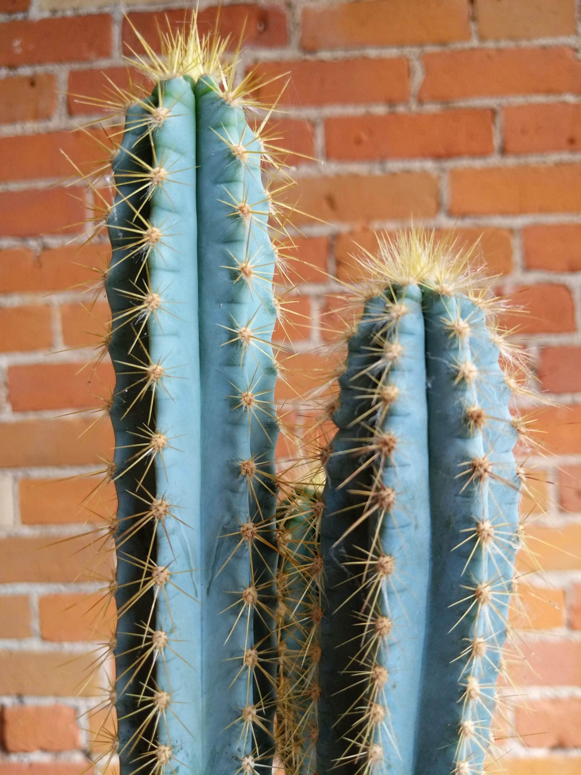 Plant Goals Plant Shop 6.5" Cactus | Assorted