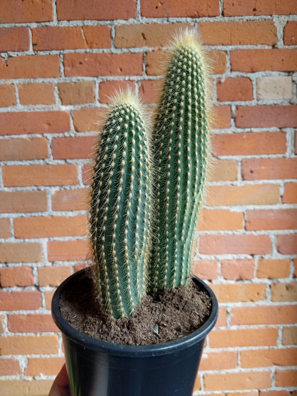 Plant Goals Plant Shop 6.5" Cactus | Assorted