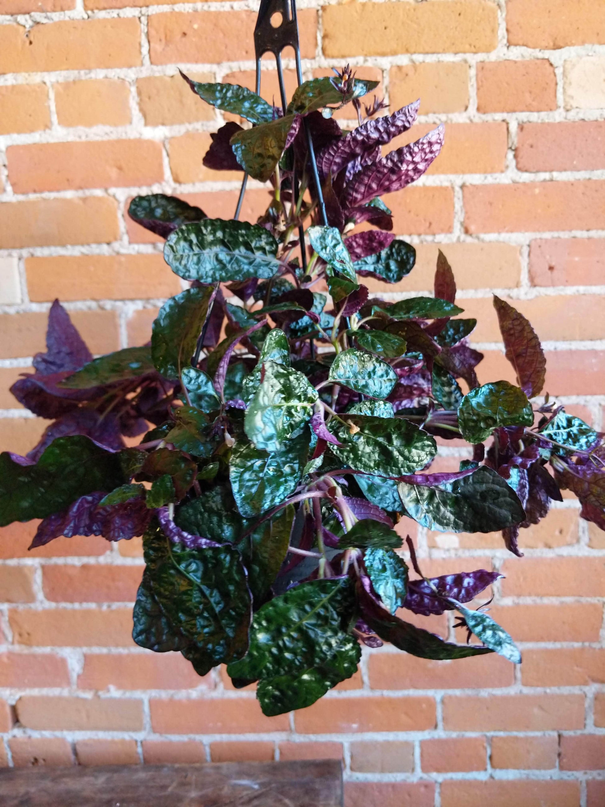 Plant Goals Plant Shop 6.5" Hemigraphis Alternata | Purple Waffle Plant