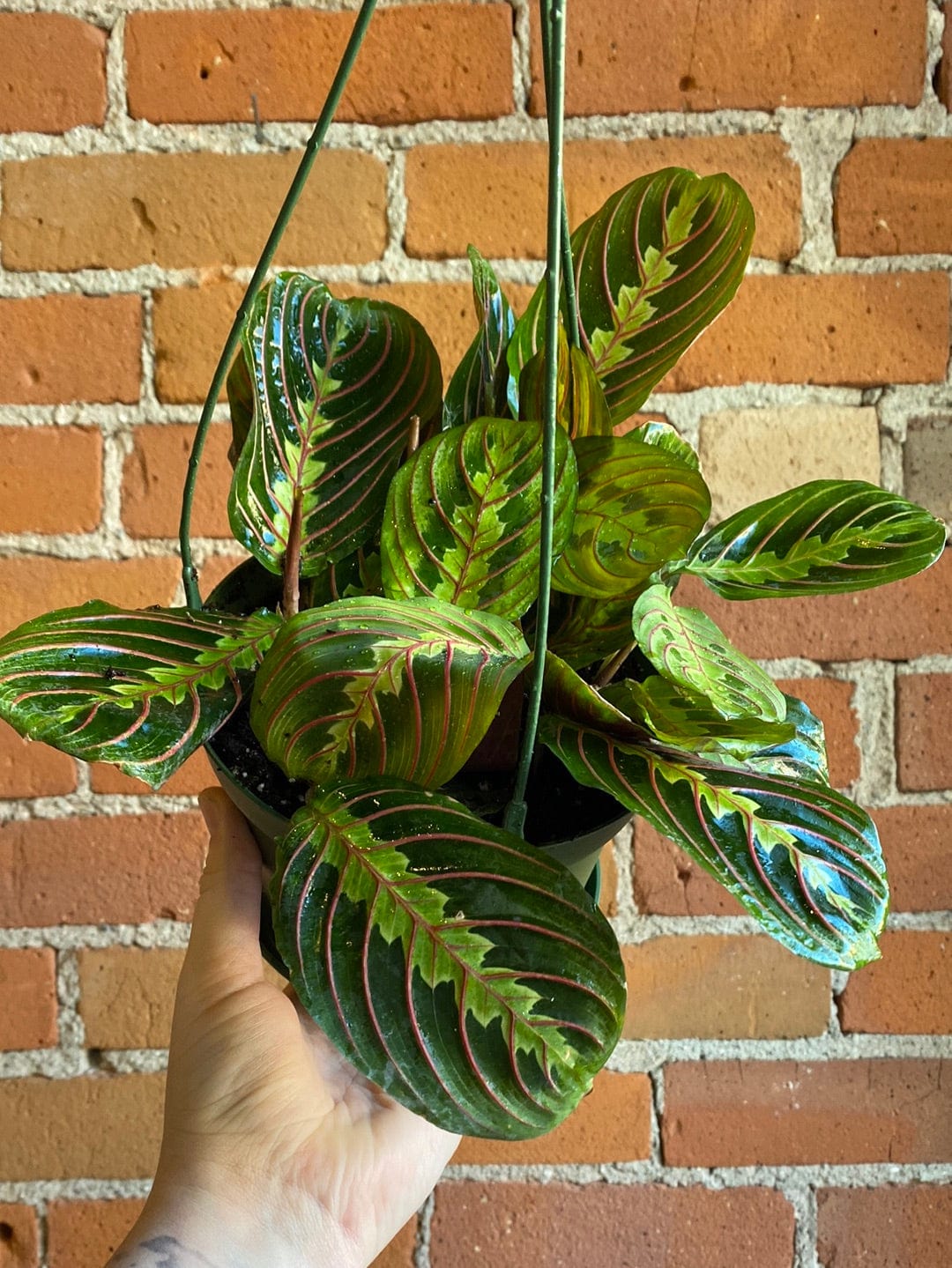 Plant Goals Plant Shop 6.5" Maranta Red Hanging Basket