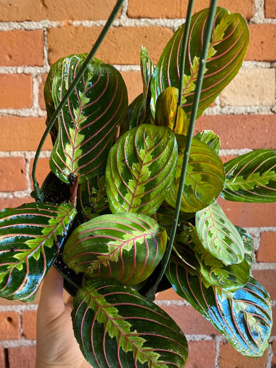 Plant Goals Plant Shop 6.5" Maranta Red Hanging Basket