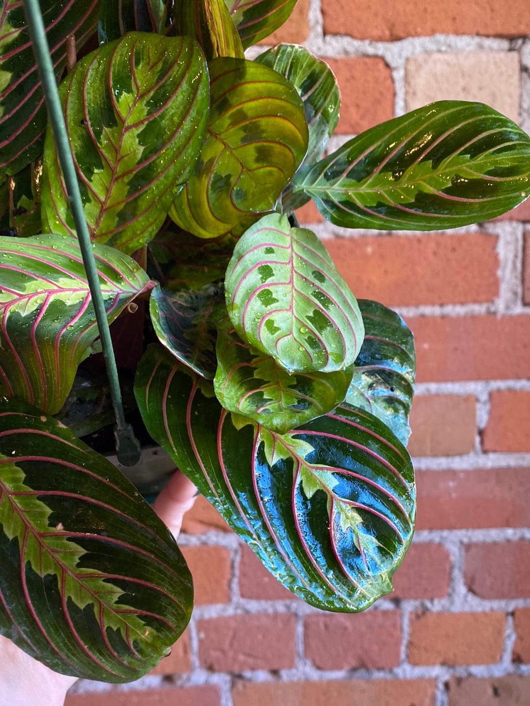 Plant Goals Plant Shop 6.5" Maranta Red Hanging Basket