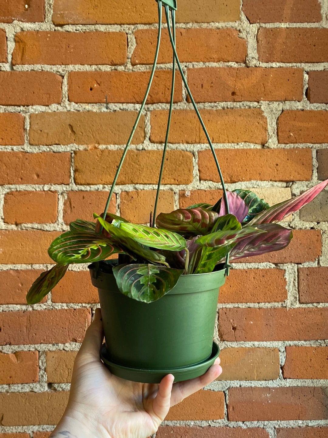 Plant Goals Plant Shop 6.5" Maranta Red Hanging Basket