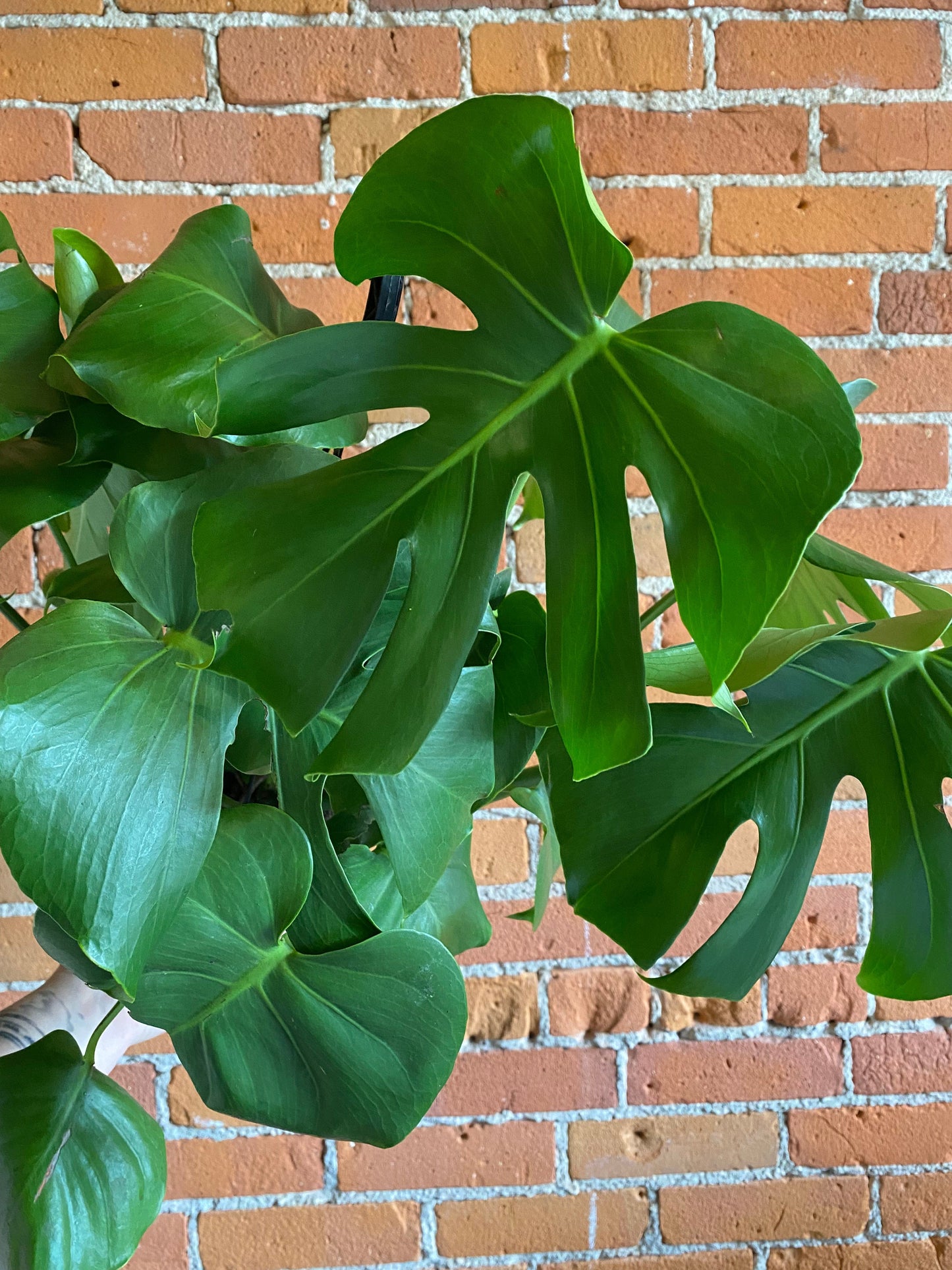 Plant Goals Plant Shop 6.5" Monstera Deliciosa Hanging Basket