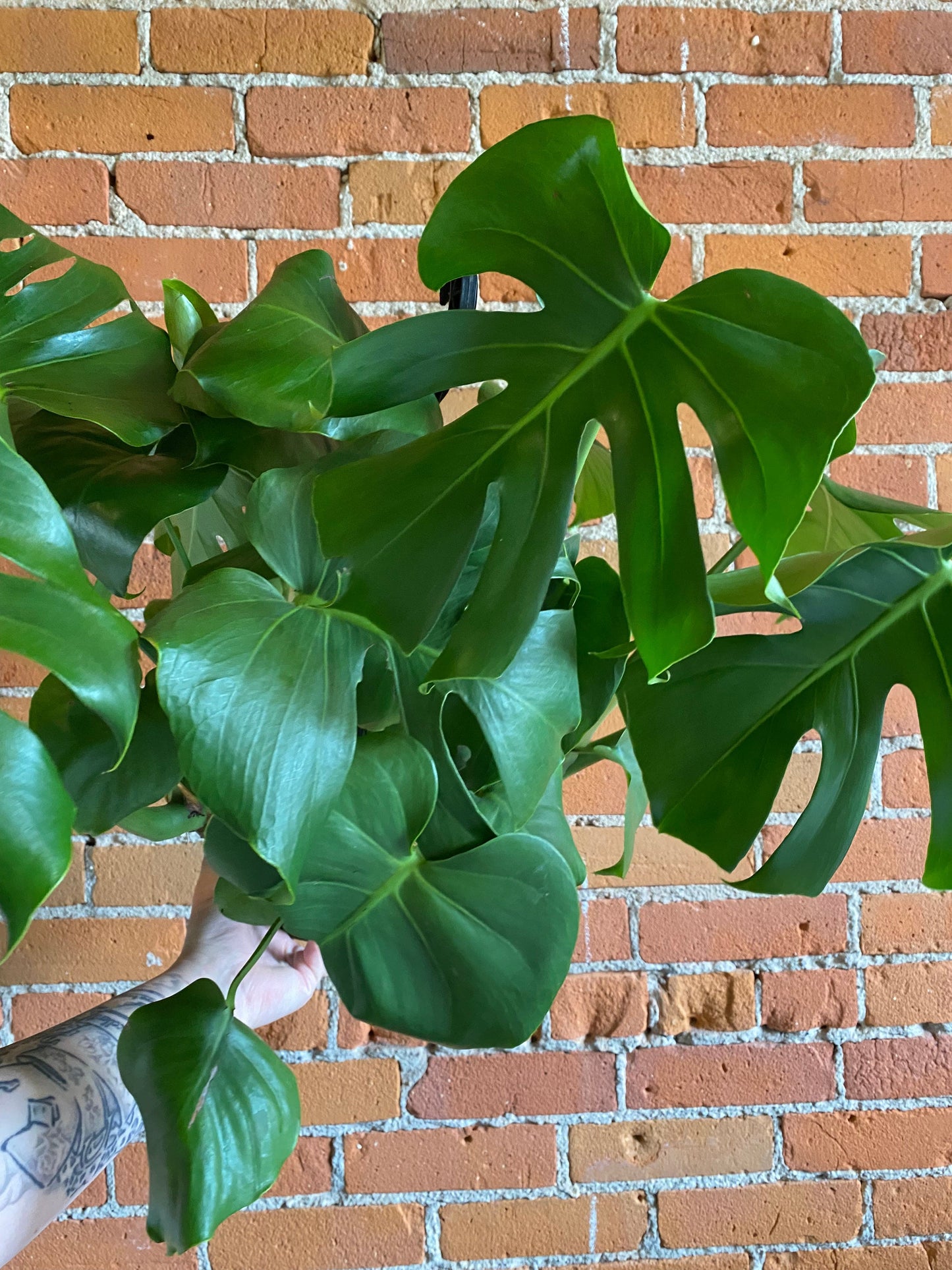 Plant Goals Plant Shop 6.5" Monstera Deliciosa Hanging Basket