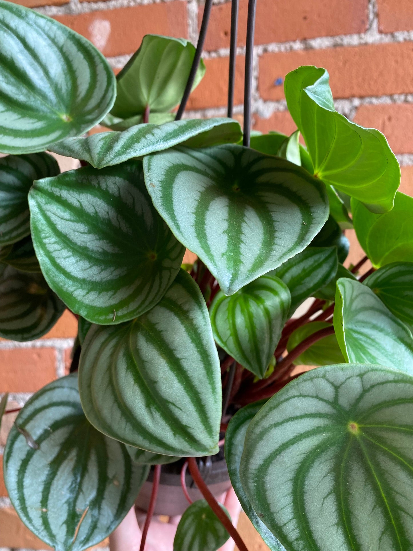 Plant Goals Plant Shop 6.5" Peperomia Watermelon Hanging Basket