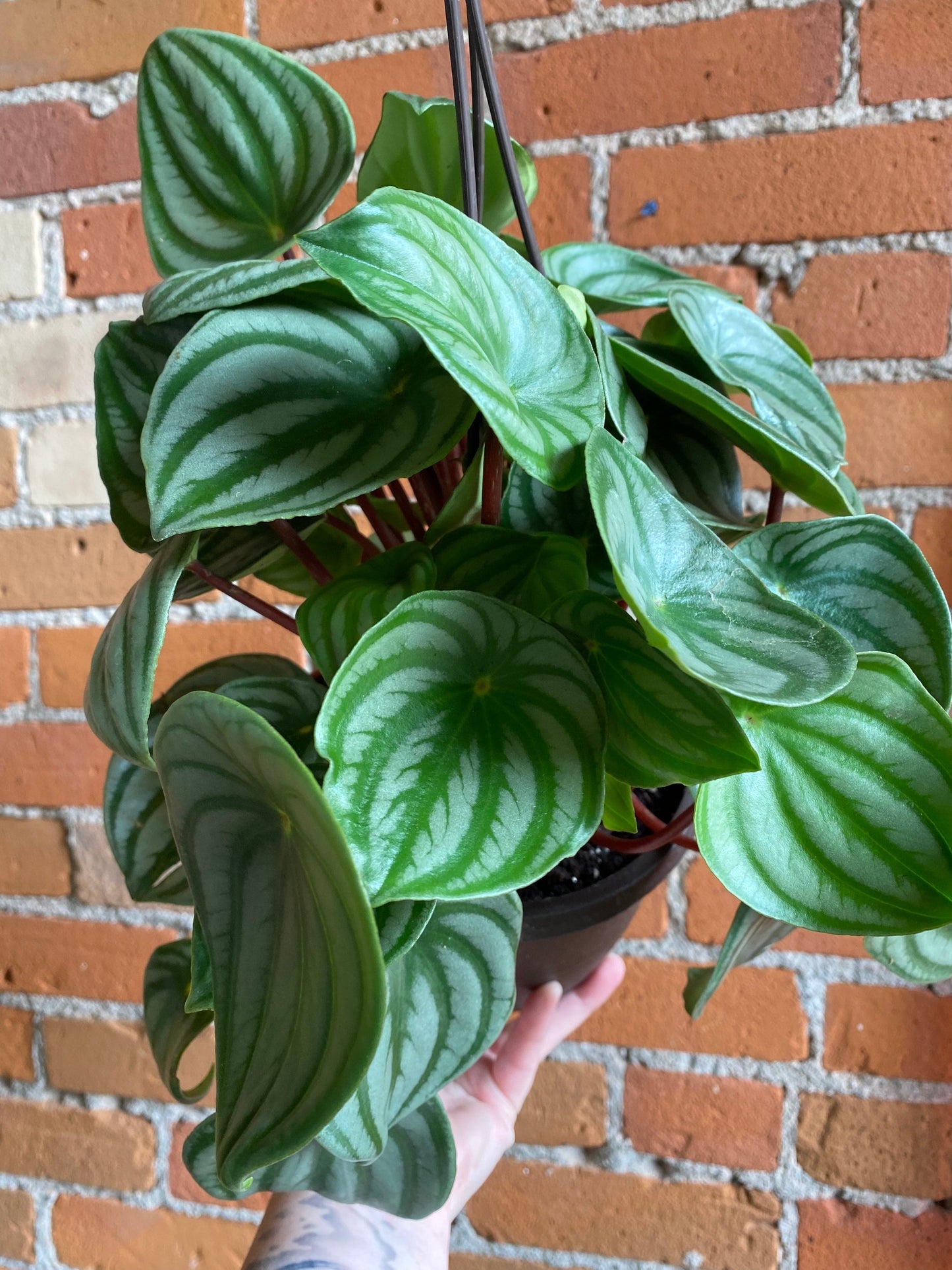 Plant Goals Plant Shop 6.5" Peperomia Watermelon Hanging Basket