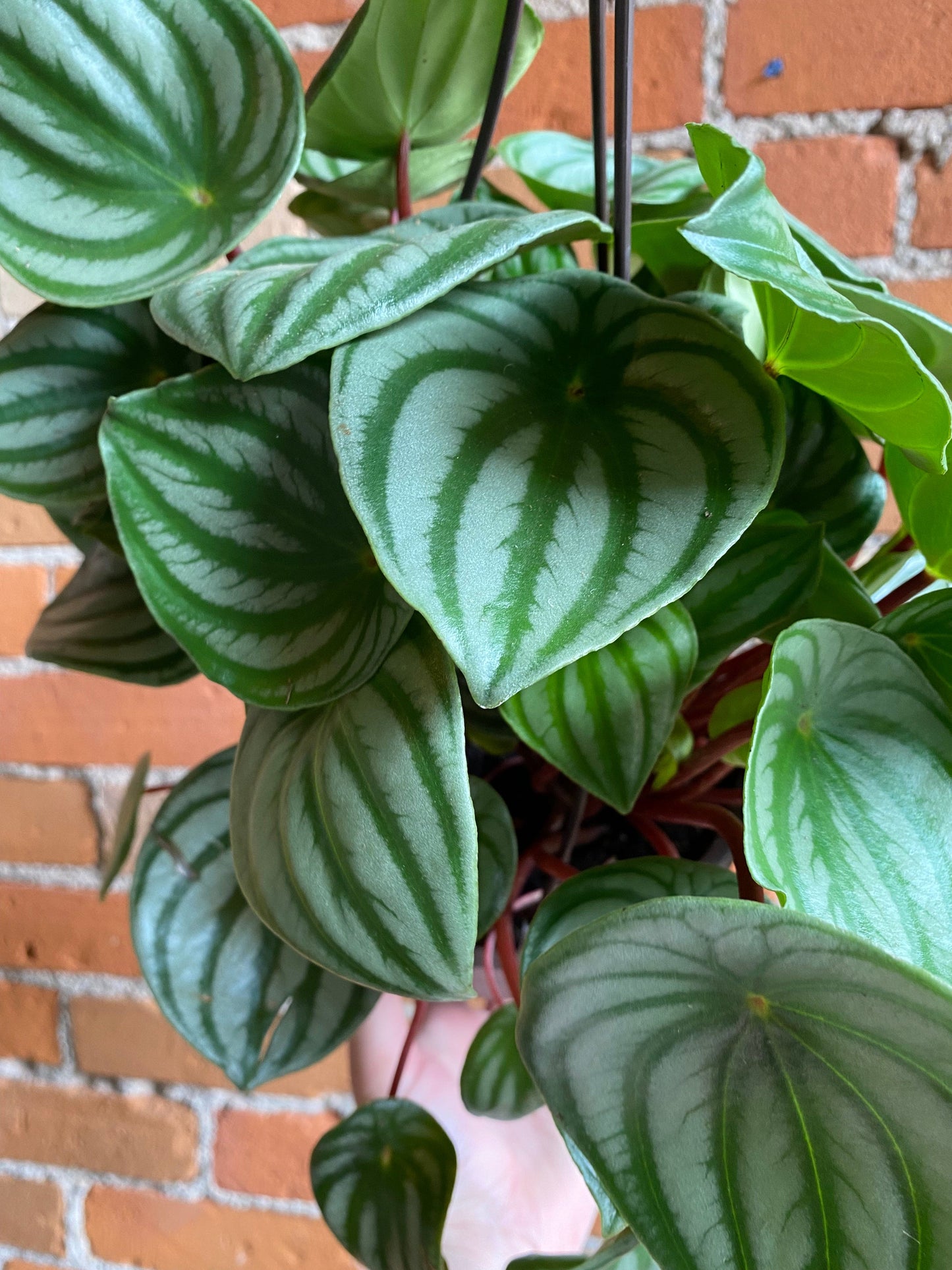 Plant Goals Plant Shop 6.5" Peperomia Watermelon Hanging Basket