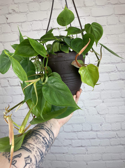 Plant Goals Plant Shop 6.5" Philodendron Cordatum Hanging Basket