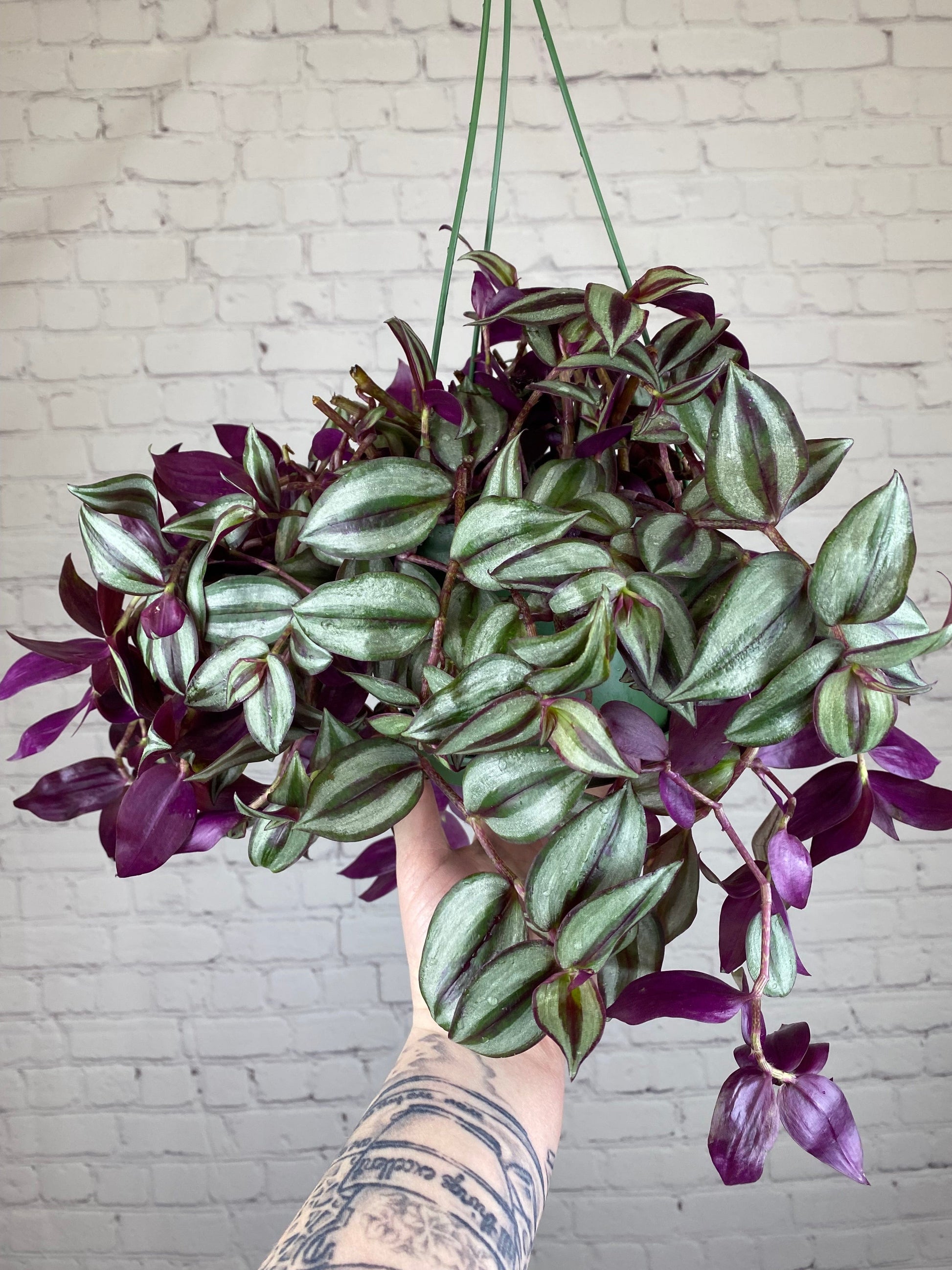 Plant Goals Plant Shop 6.5" Tradescantia Zebrina Purple Hanging Basket