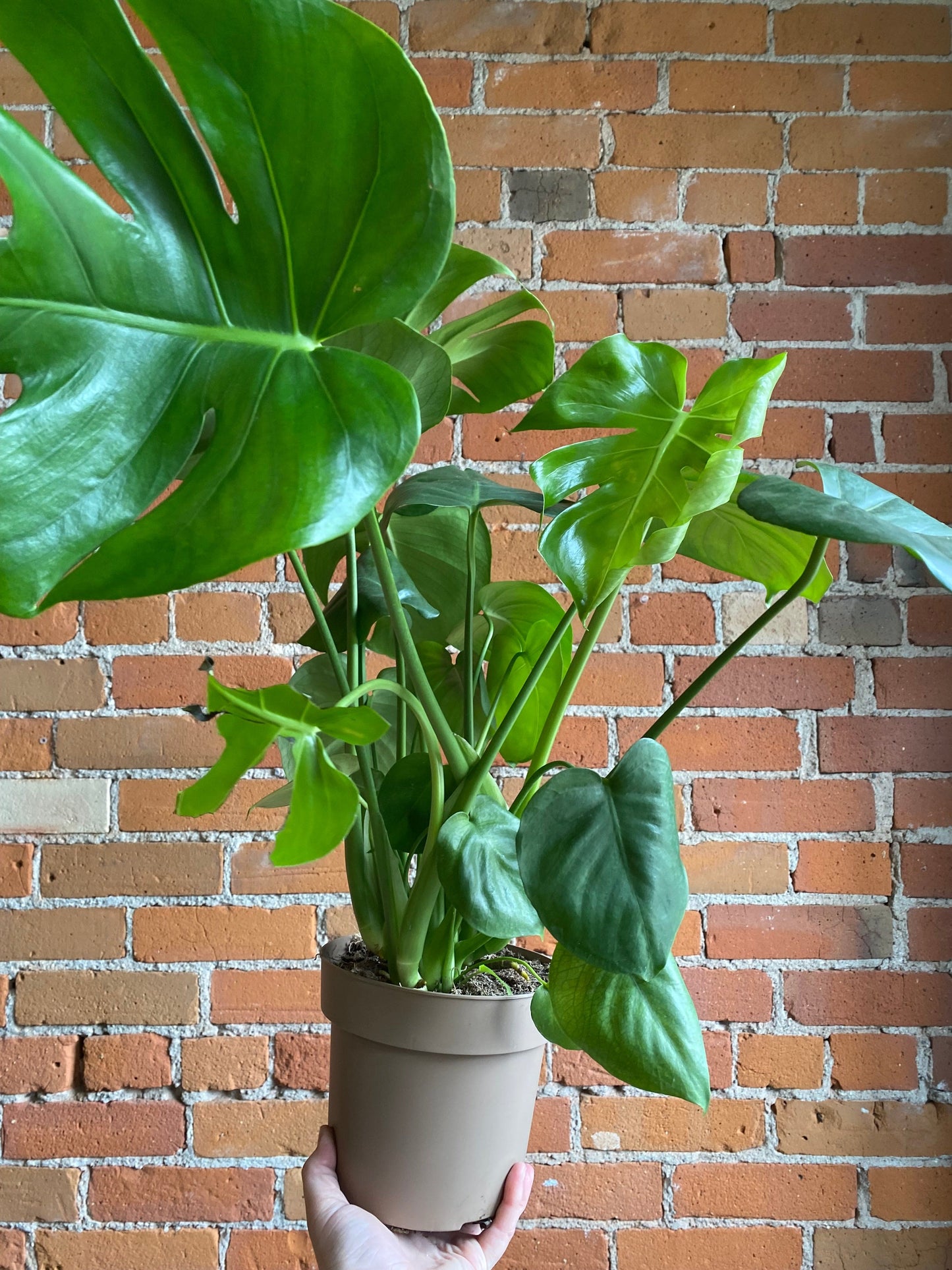 Plant Goals Plant Shop 6.7" Monstera Deliciosa