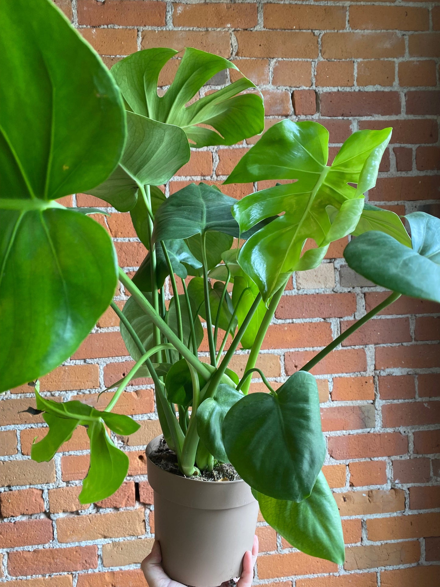 Plant Goals Plant Shop 6.7" Monstera Deliciosa