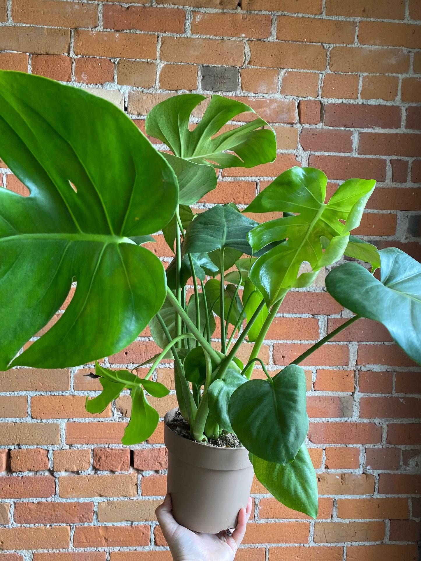 Plant Goals Plant Shop 6.7" Monstera Deliciosa