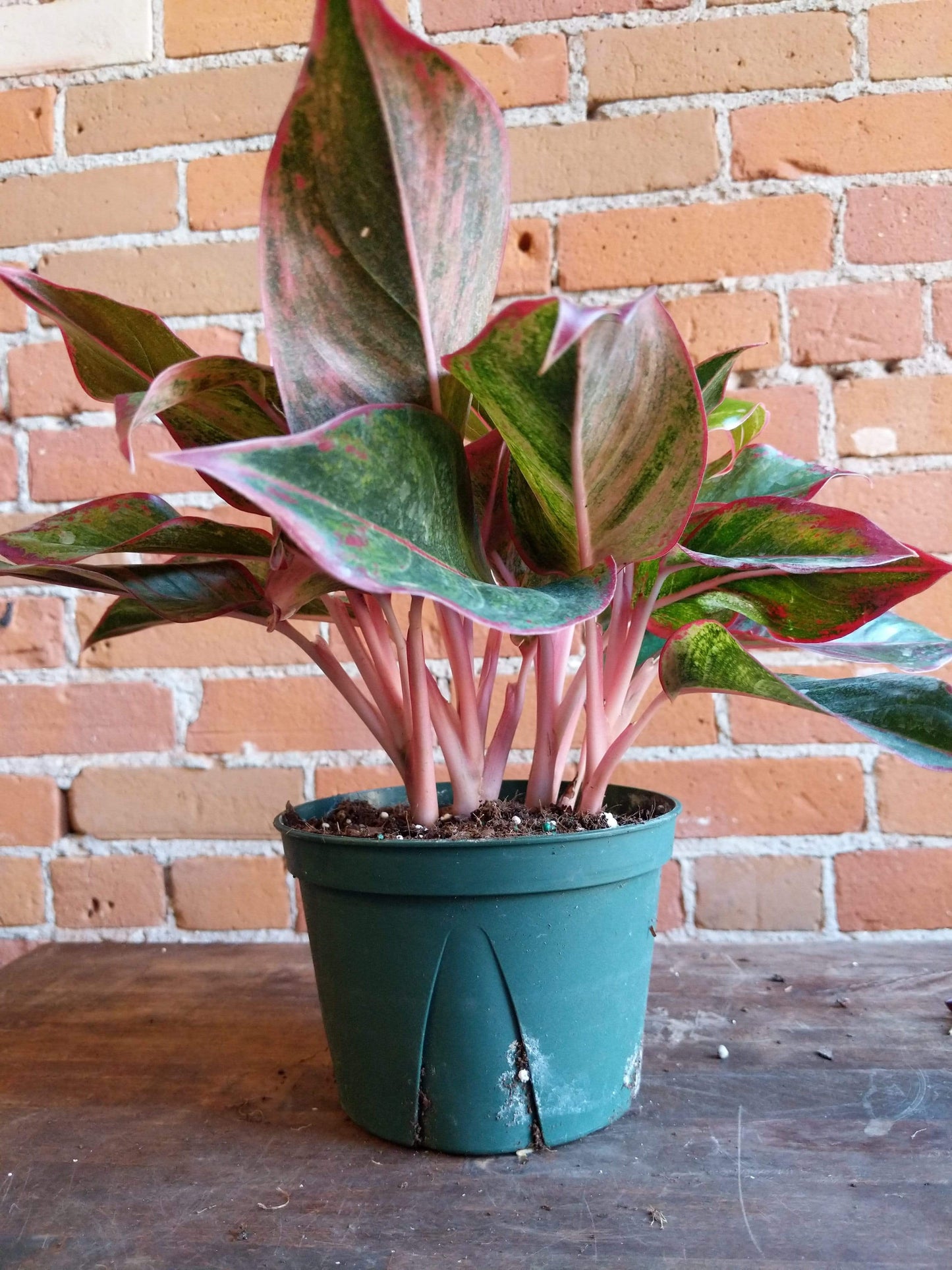 Plant Goals Plant Shop 6" Aglaonema Red Siam