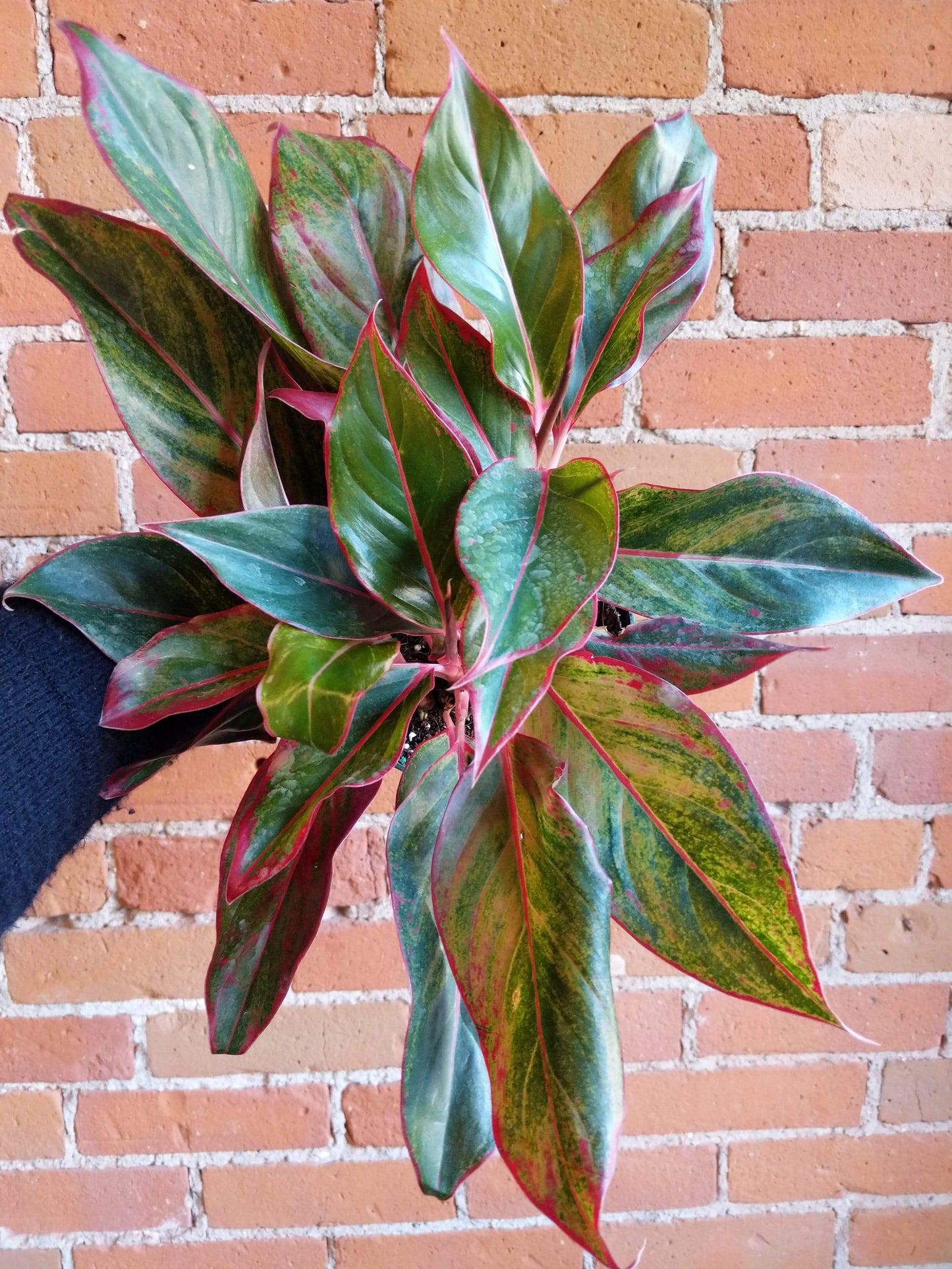 Plant Goals Plant Shop 6" Aglaonema Red Siam