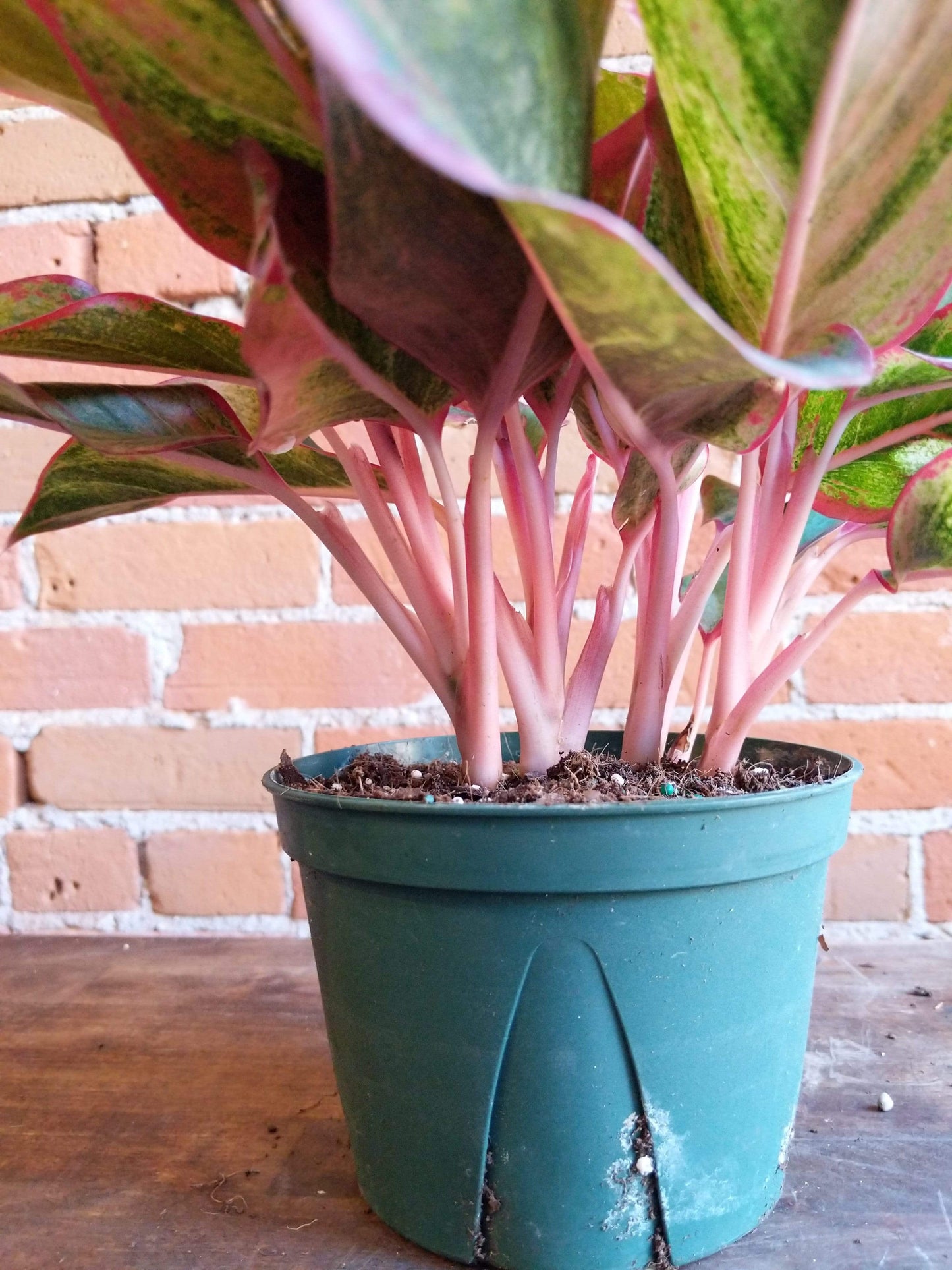 Plant Goals Plant Shop 6" Aglaonema Red Siam