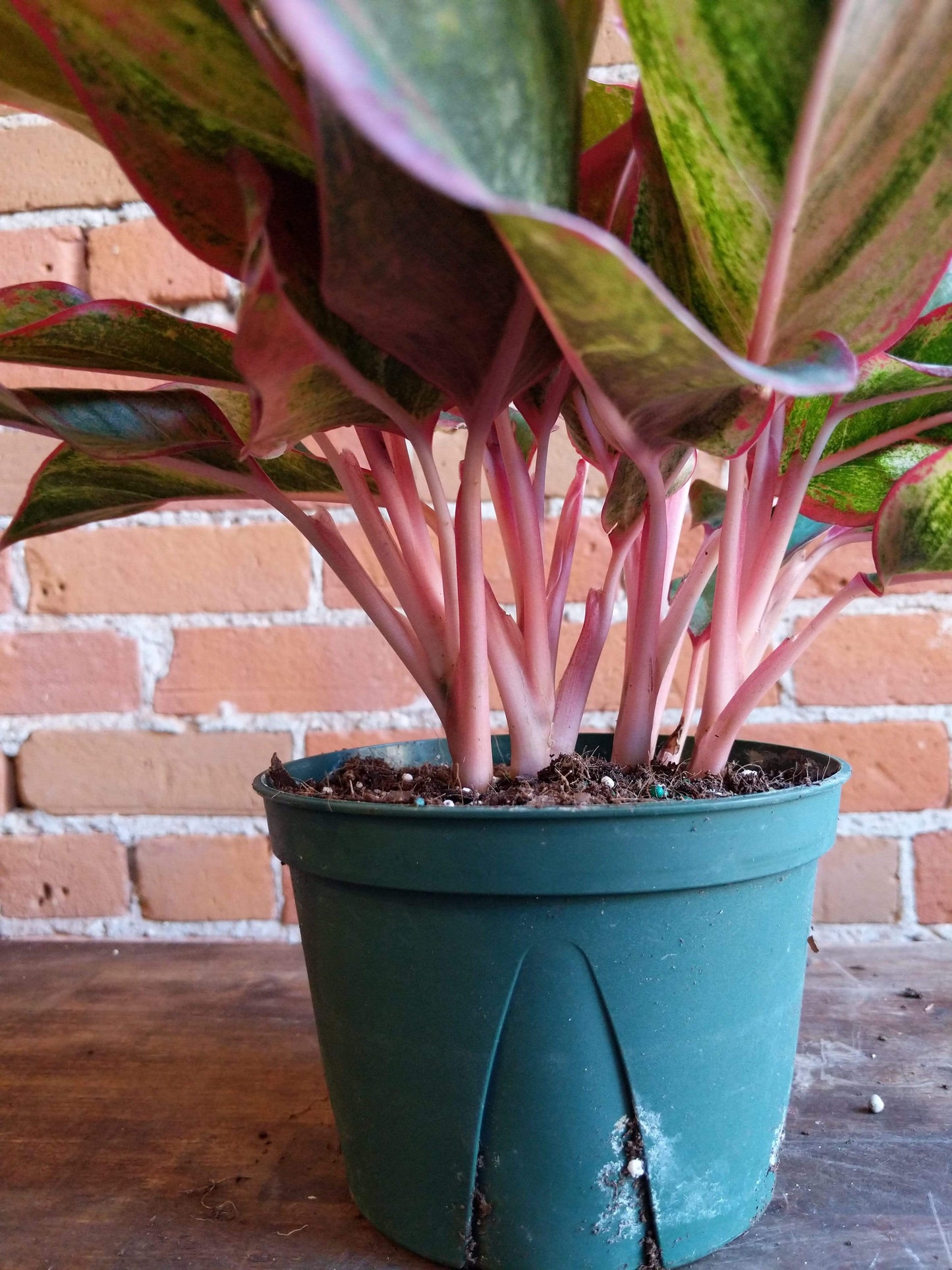 Plant Goals Plant Shop 6" Aglaonema Red Siam