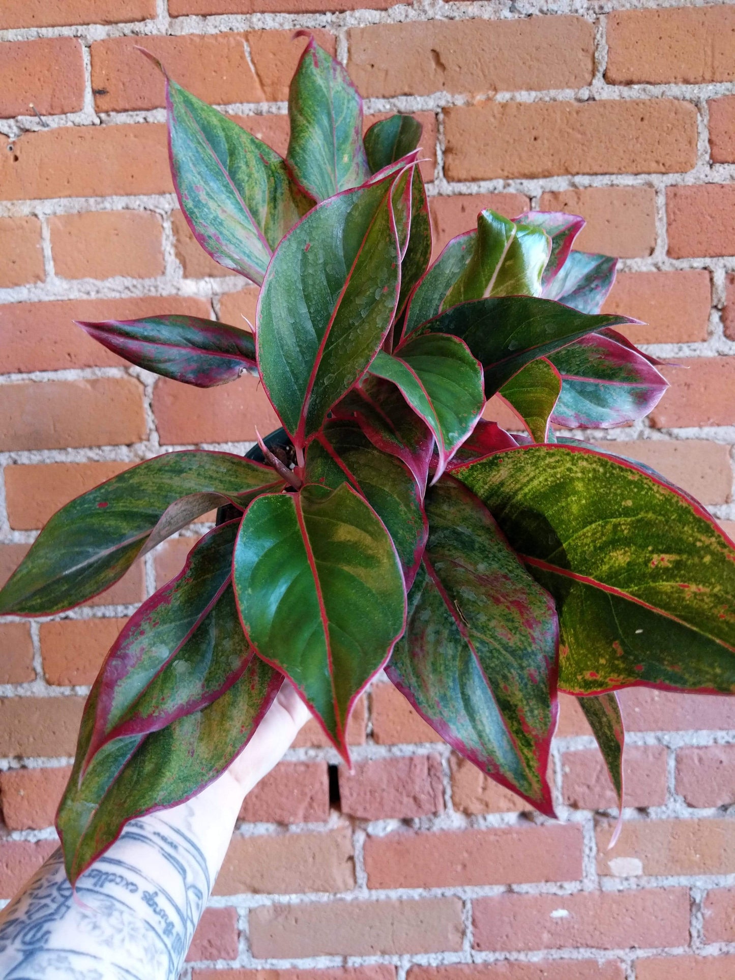 Plant Goals Plant Shop 6" Aglaonema Red Siam