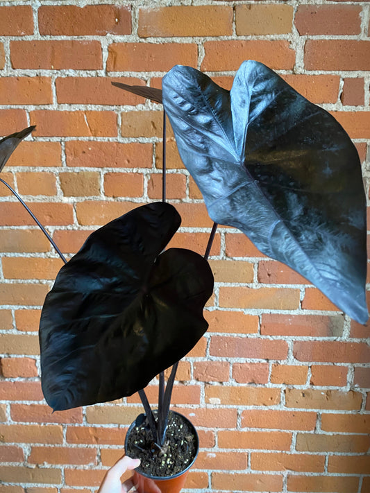 Plant Goals Plant Shop 6" Alocasia Black Sapphire Gecko