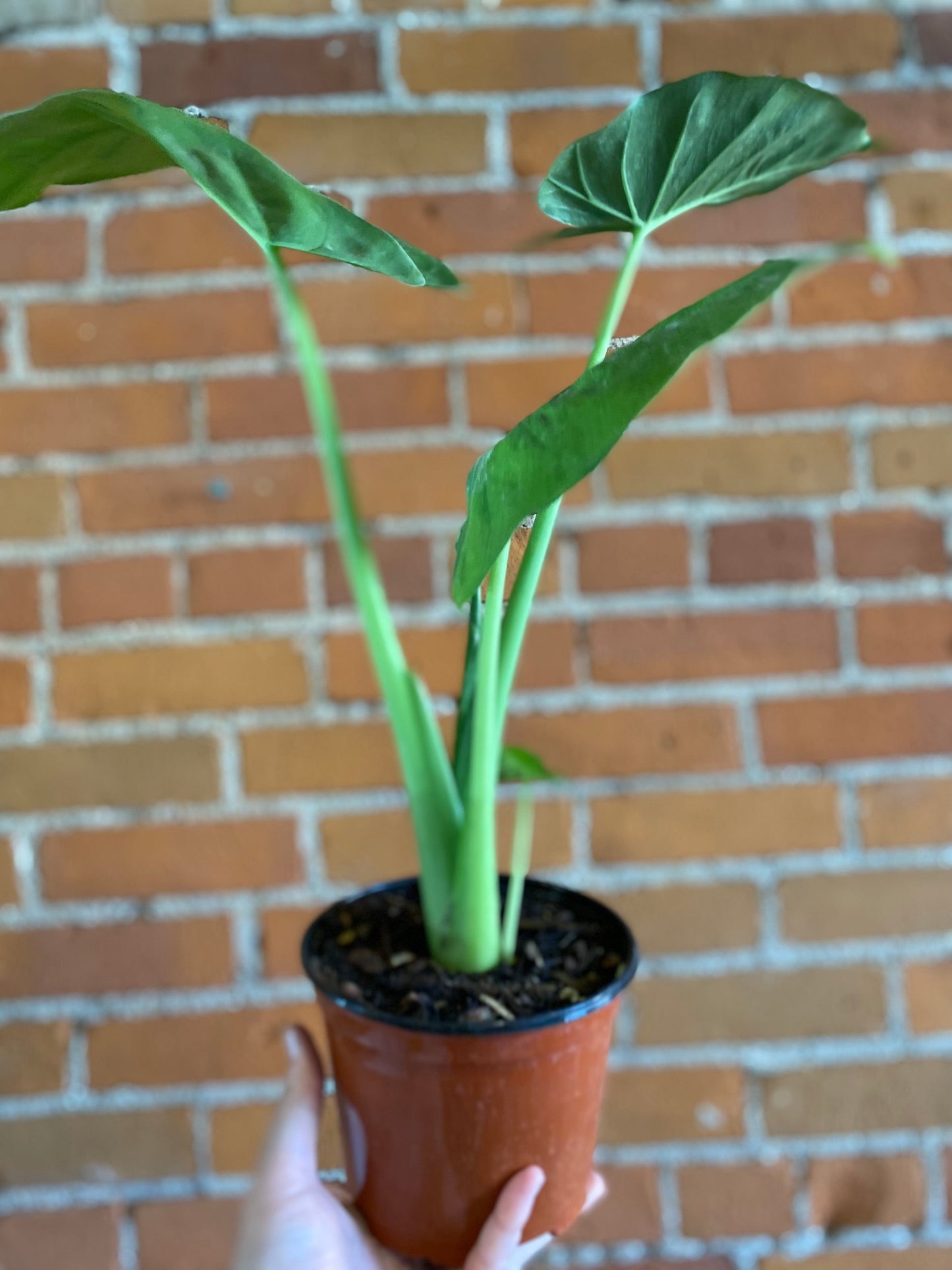 Plant Goals Plant Shop 6" Alocasia California