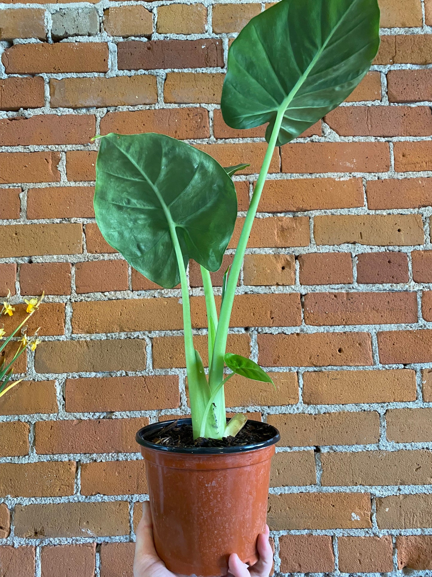 Plant Goals Plant Shop 6" Alocasia California