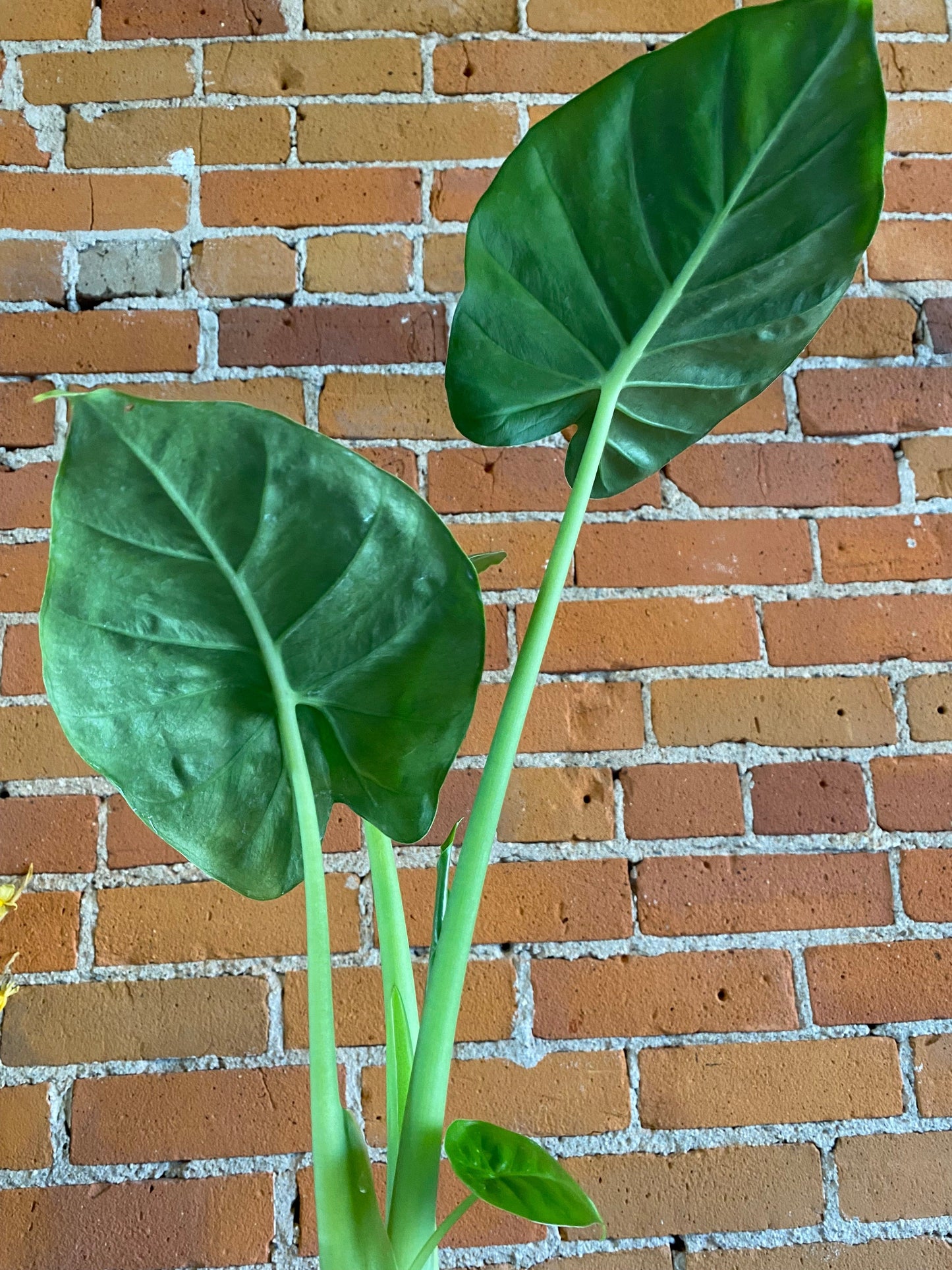 Plant Goals Plant Shop 6" Alocasia California