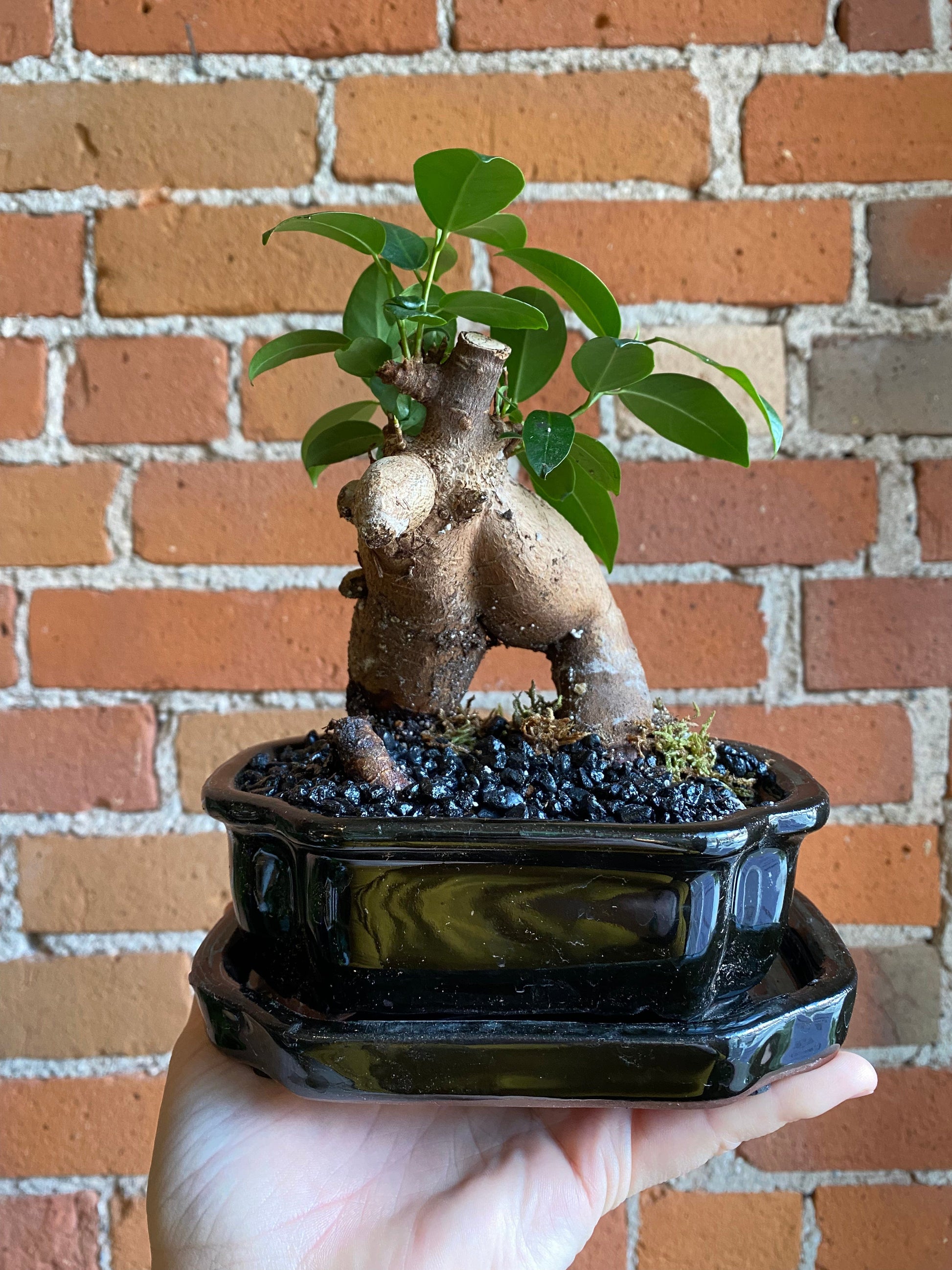 Plant Goals Plant Shop 6" Bonsai | Ficus