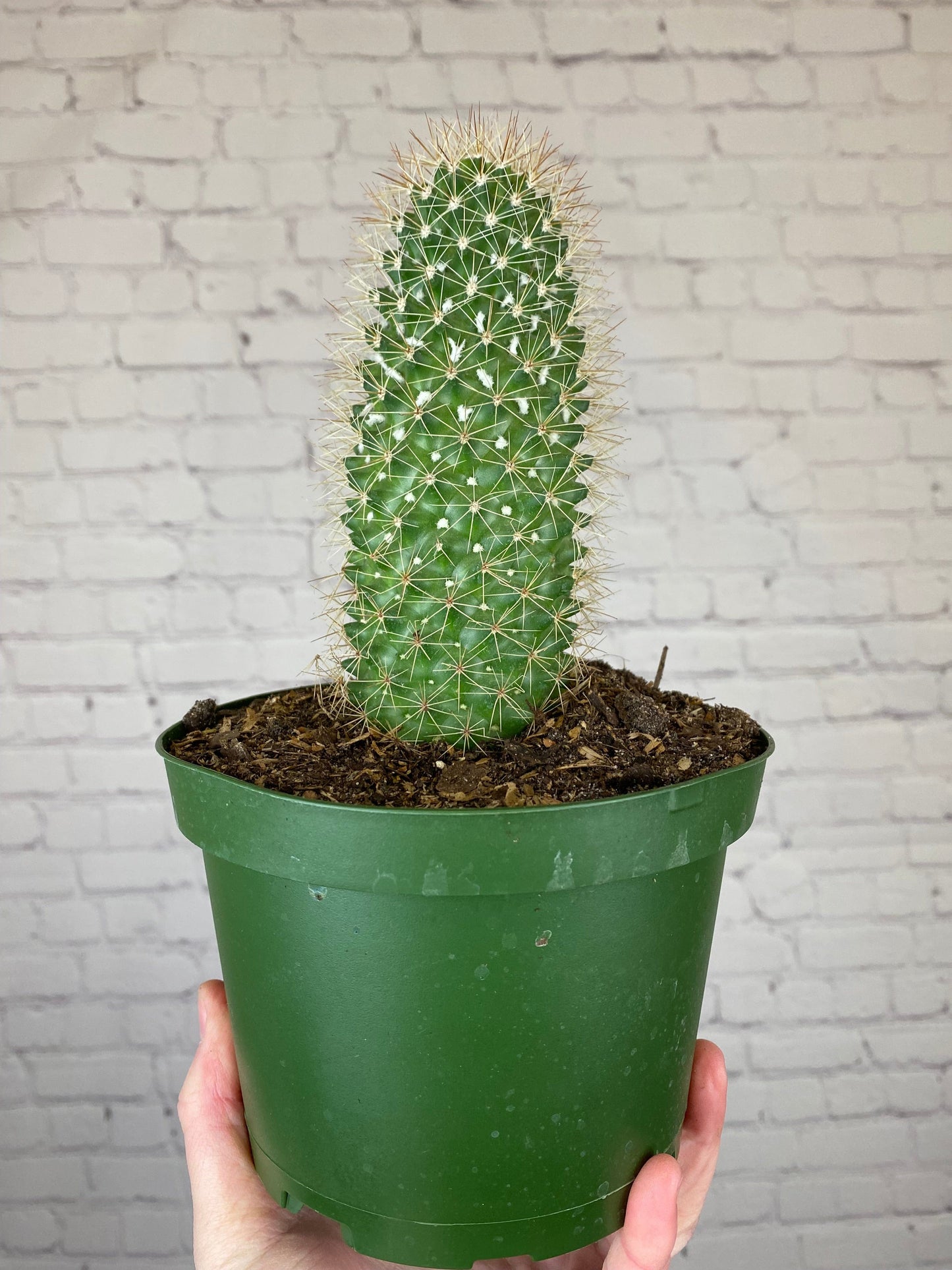 Plant Goals Plant Shop 6" Cactus | Assorted