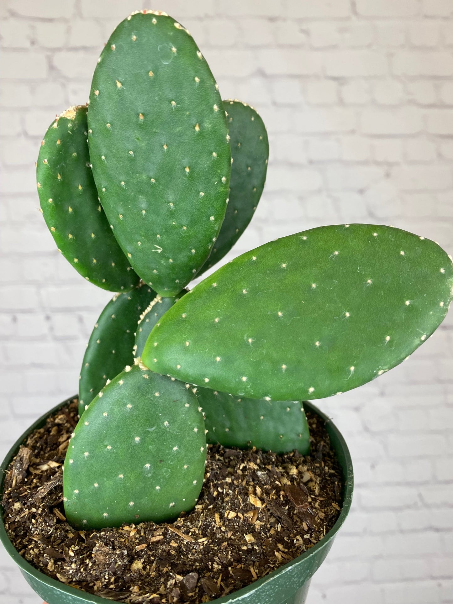 Plant Goals Plant Shop 6" Cactus | Assorted