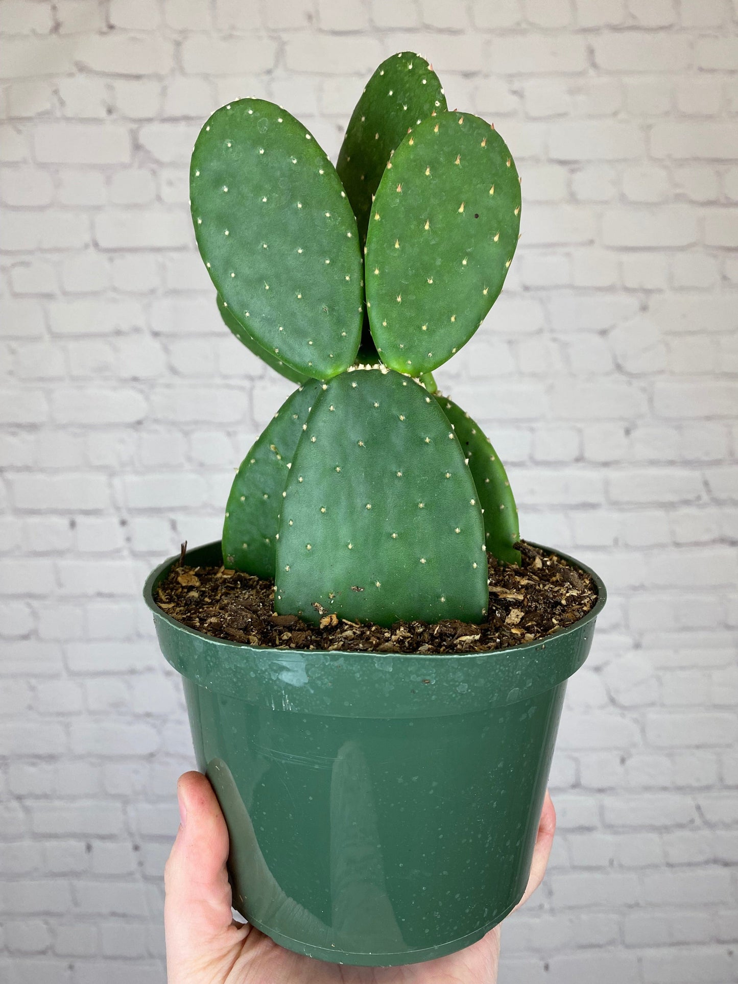 Plant Goals Plant Shop 6" Cactus | Assorted