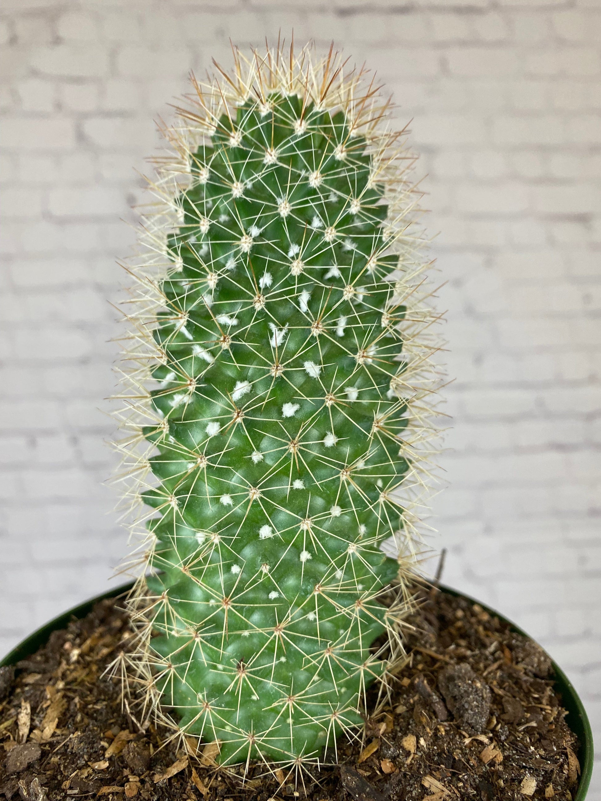 Plant Goals Plant Shop 6" Cactus | Assorted