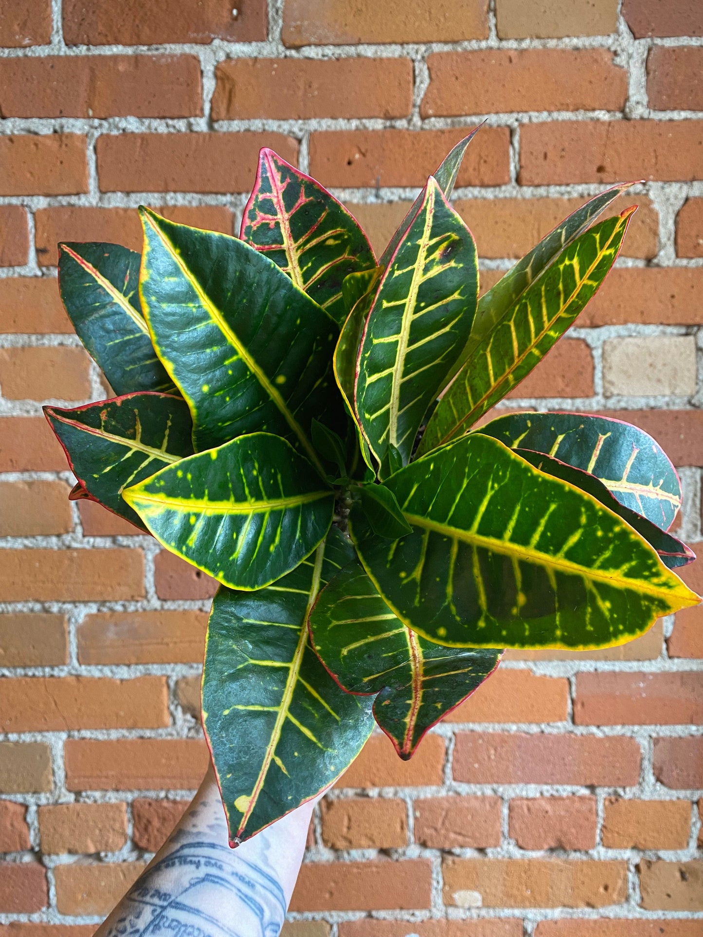 Plant Goals Plant Shop 6" Croton Petra