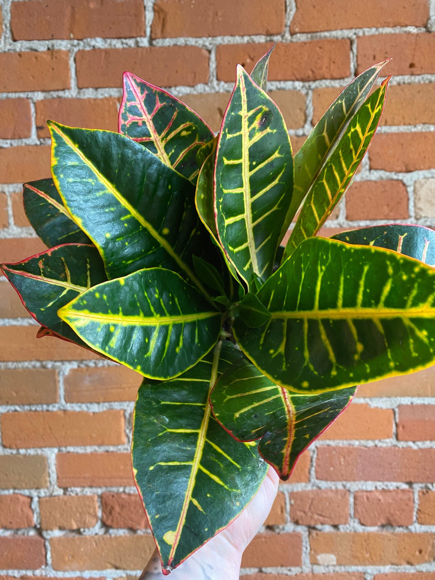 Plant Goals Plant Shop 6" Croton Petra