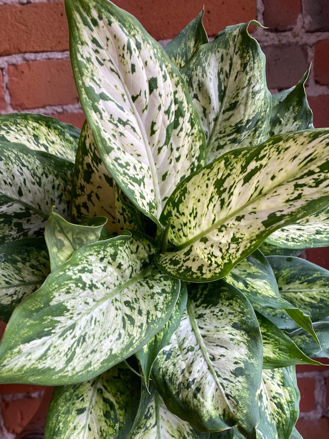 Plant Goals Plant Shop 6" Dieffenbachia Compacta Perfecta