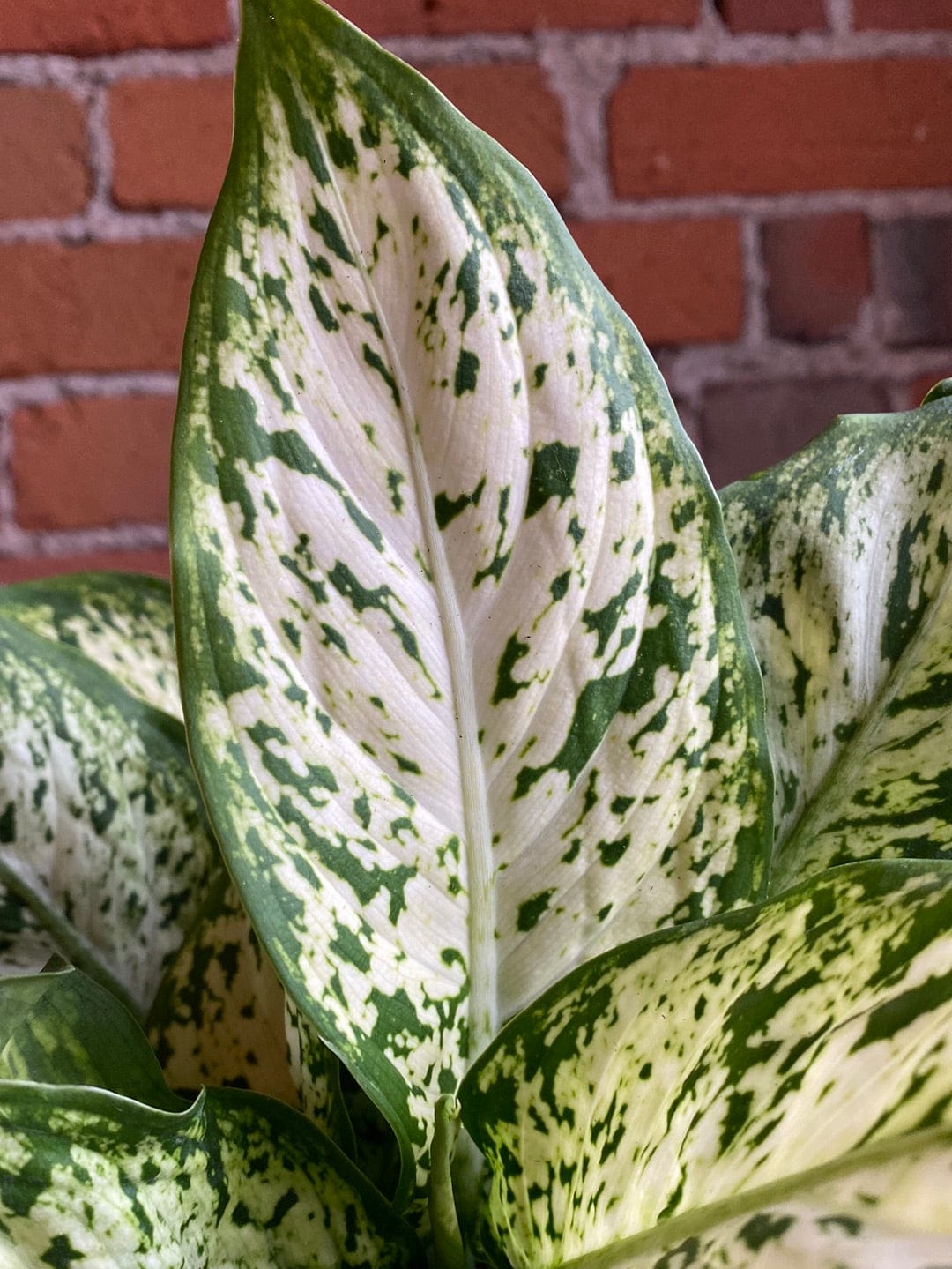 Plant Goals Plant Shop 6" Dieffenbachia Compacta Perfecta