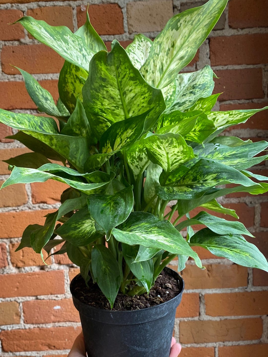 Plant Goals Plant Shop 6" Dieffenbachia Compacta Perfecta