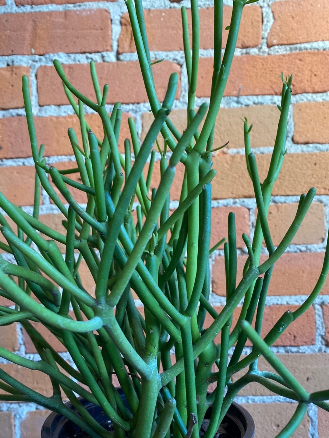 Plant Goals Plant Shop 6" Euphorbia Tirucalli | Pencil Cactus