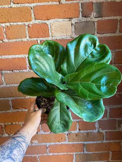 Plant Goals Plant Shop 6" Ficus Lyrata Bush