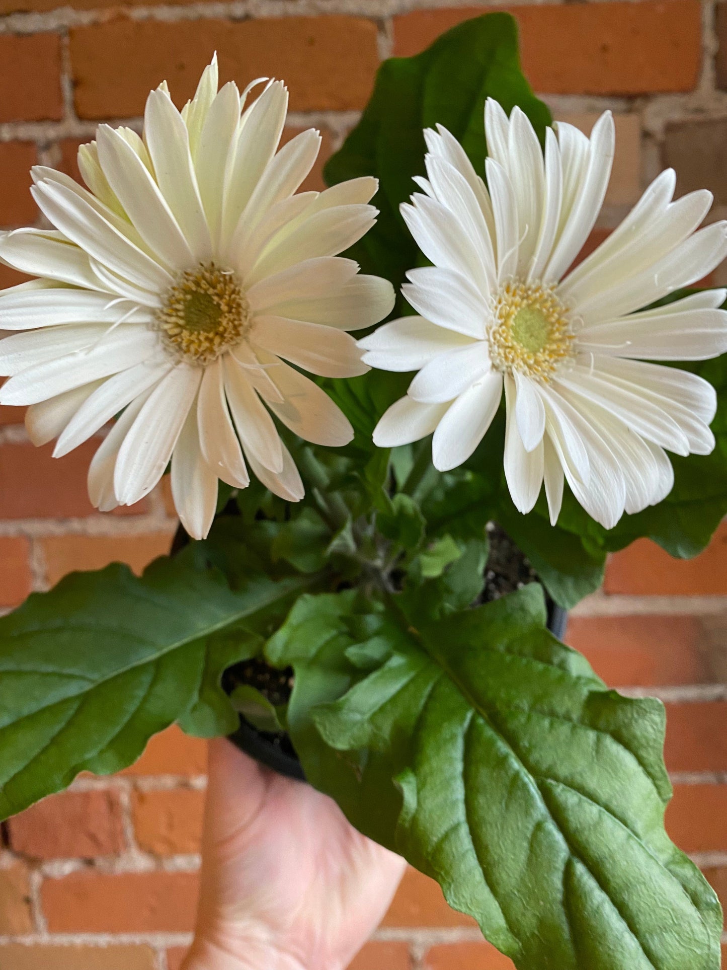 Plant Goals Plant Shop 6" Gerbera Daisy