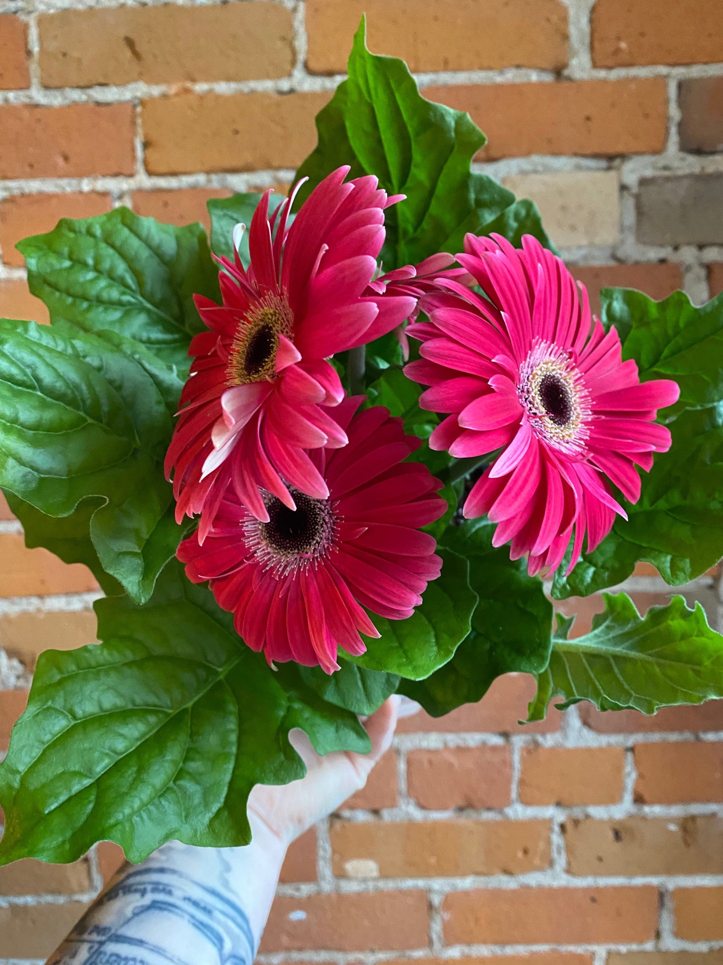 Plant Goals Plant Shop 6" Gerbera Daisy