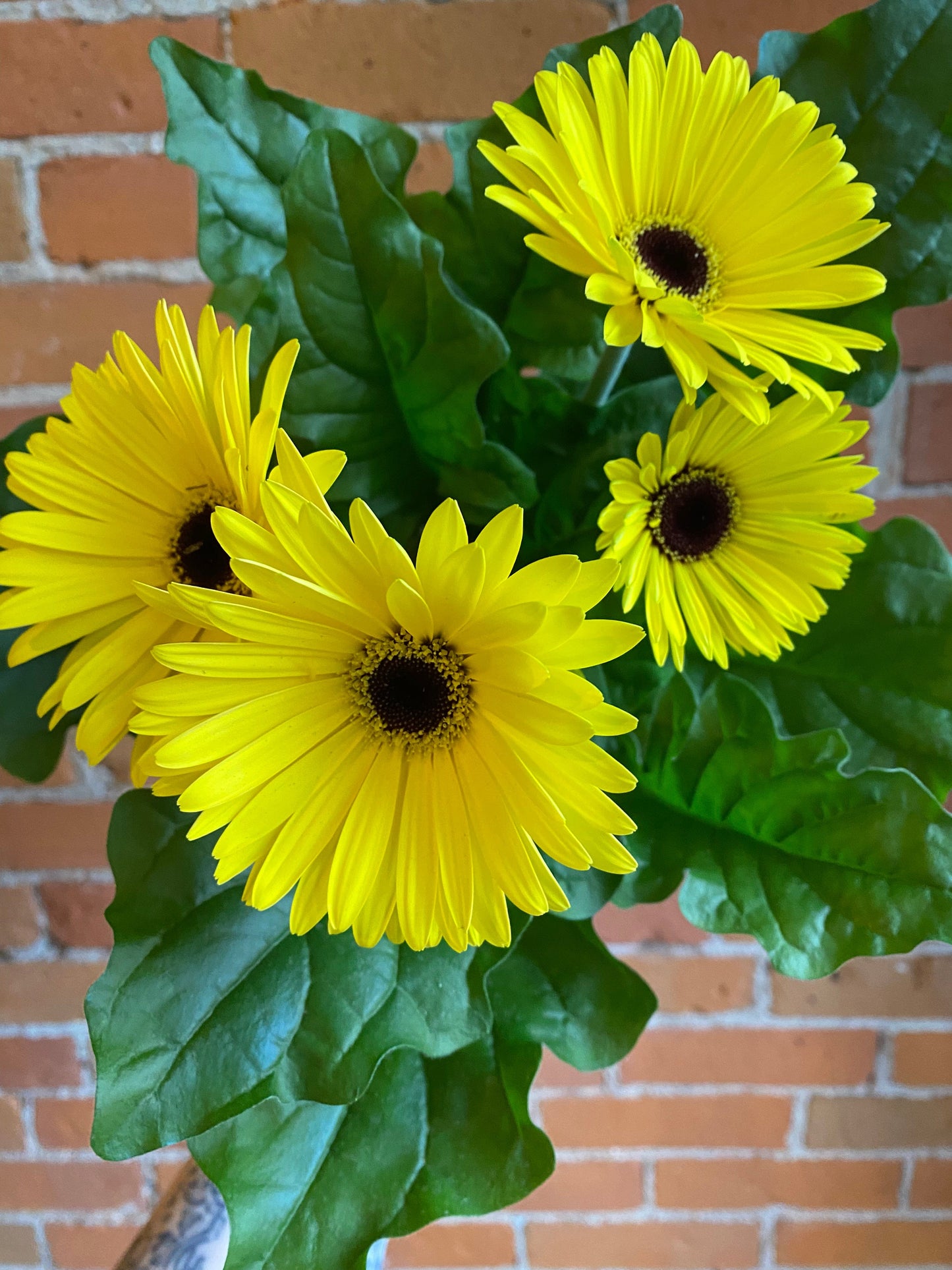 Plant Goals Plant Shop 6" Gerbera Daisy