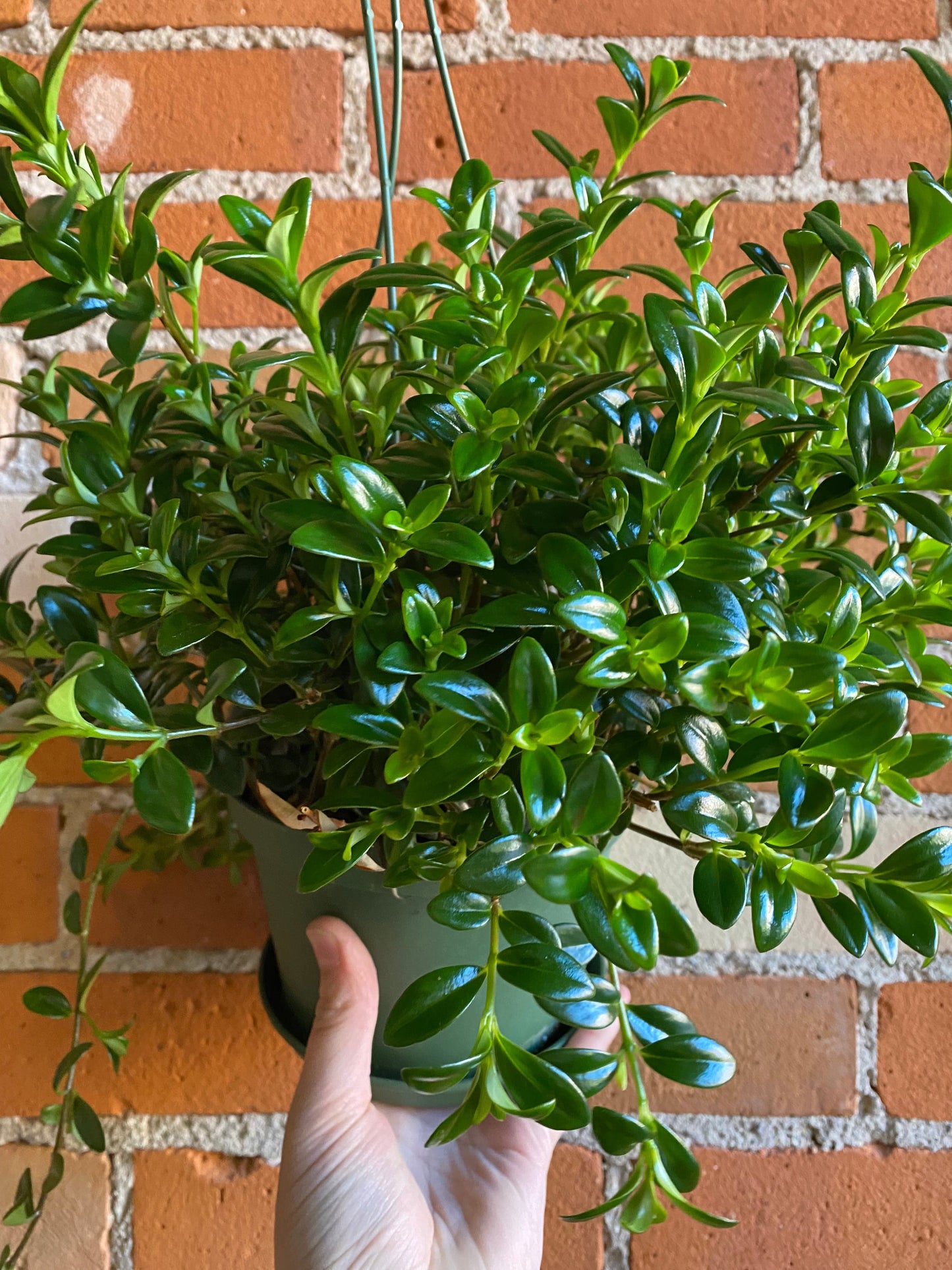 Plant Goals Plant Shop 6" Goldfish Mini Green Hanging Basket