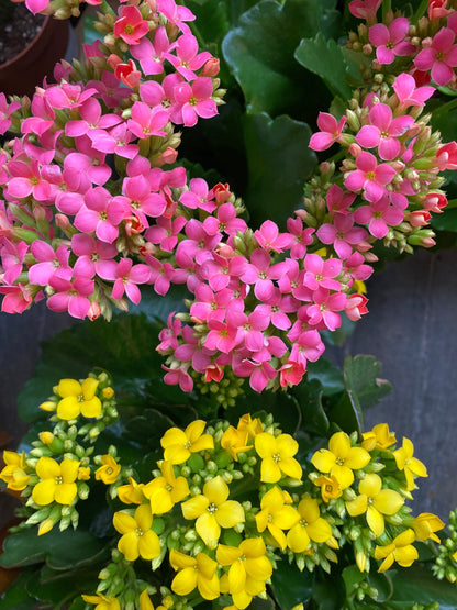 Plant Goals Plant Shop 6" Kalanchoe