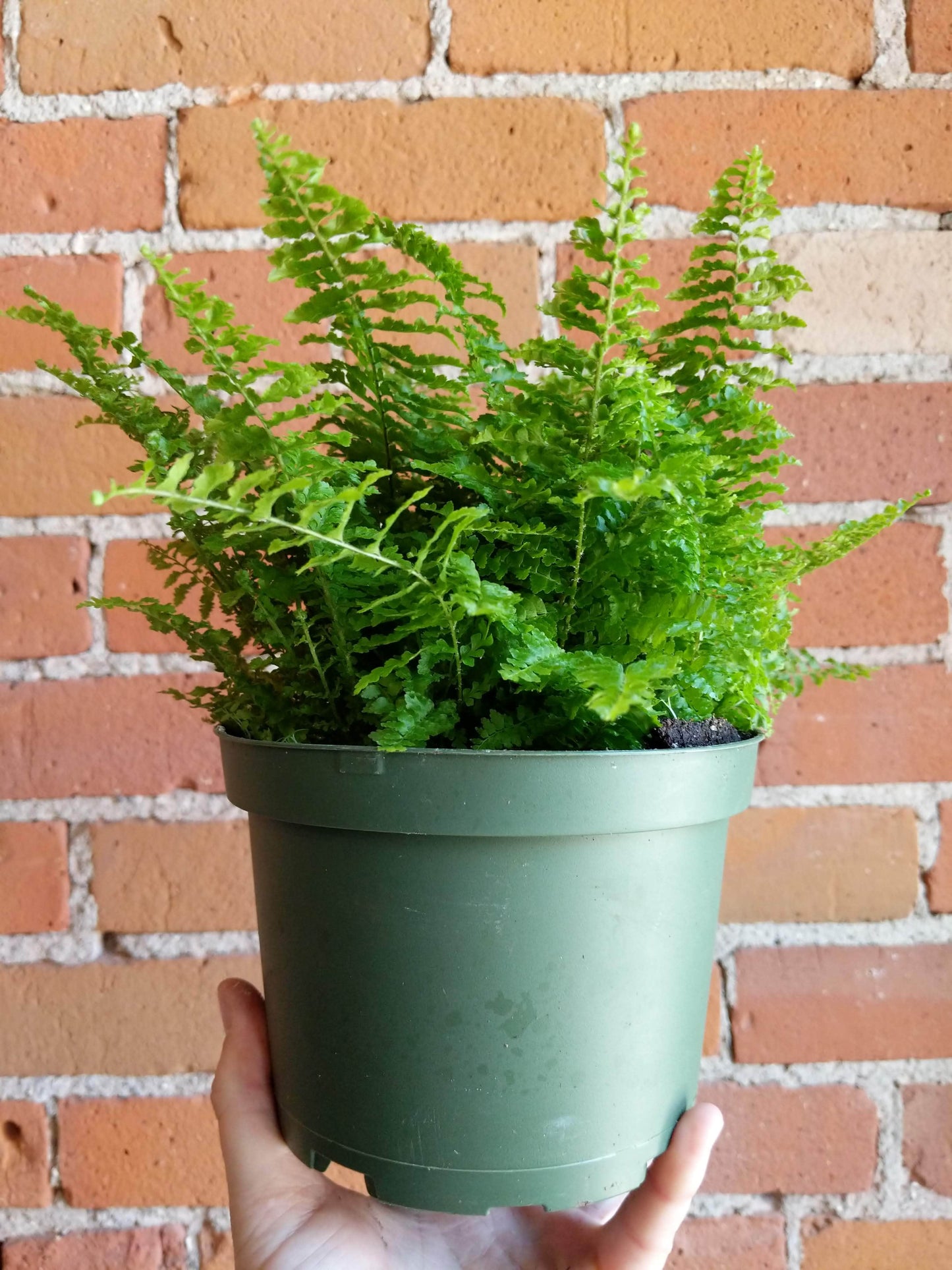 Plant Goals Plant Shop 6" Nephrolepis Exaltata | Fluffy Ruffles Fern