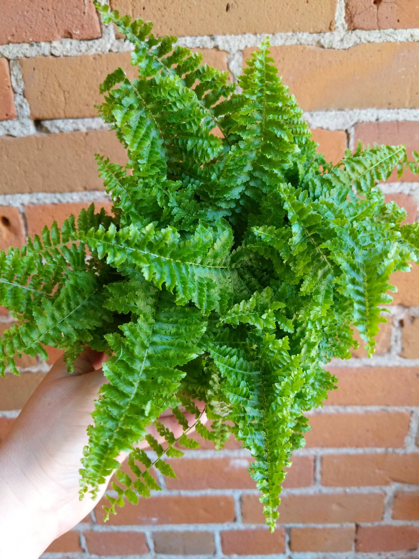 Plant Goals Plant Shop 6" Nephrolepis Exaltata | Fluffy Ruffles Fern