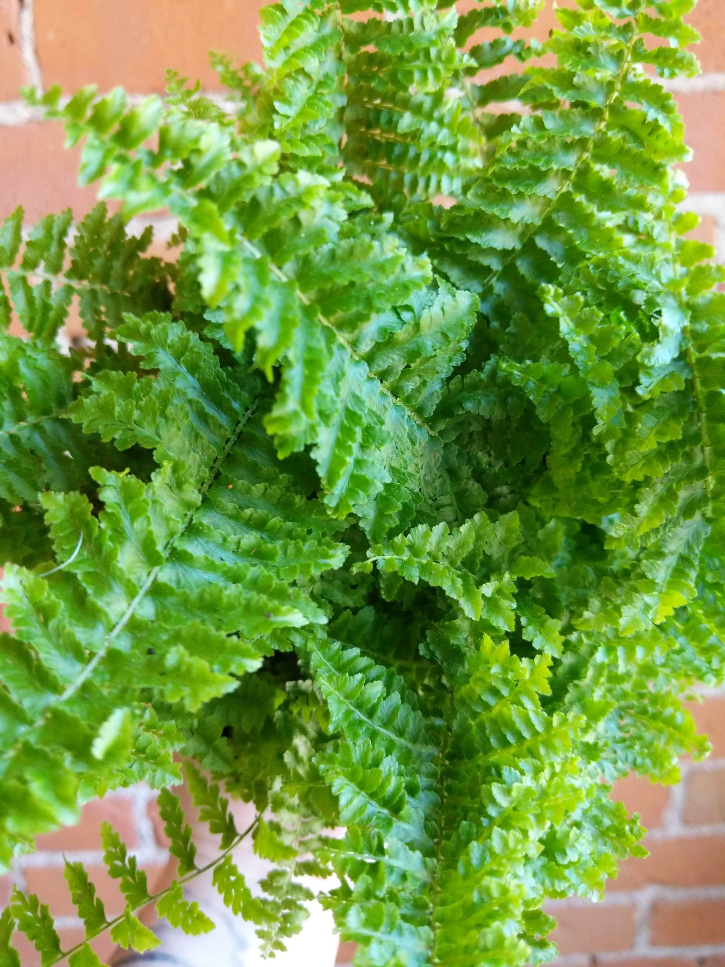 Plant Goals Plant Shop 6" Nephrolepis Exaltata | Fluffy Ruffles Fern