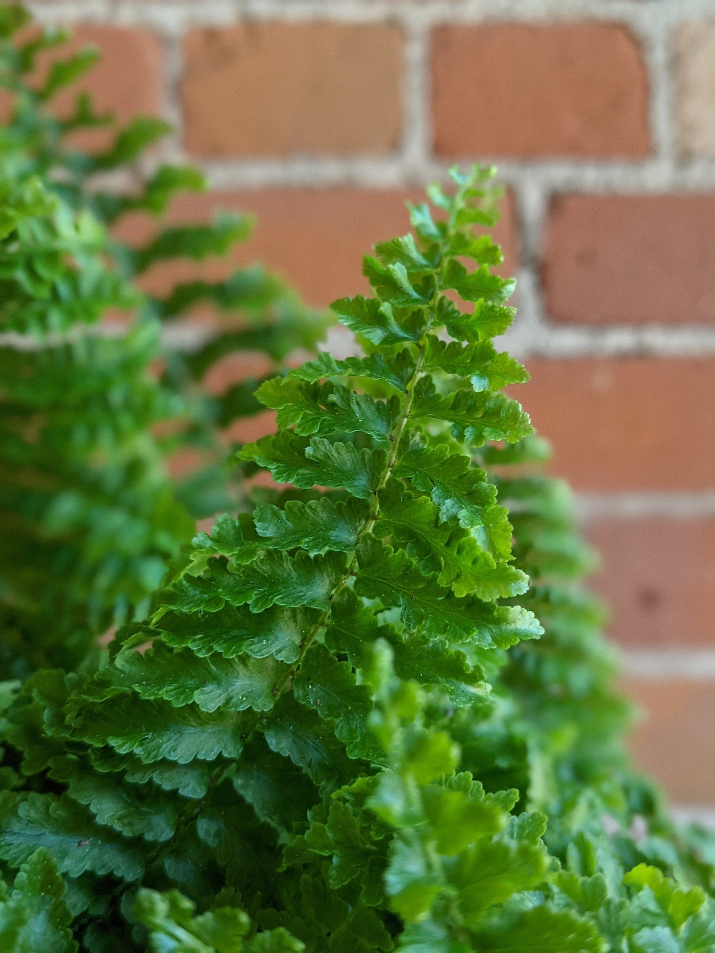 Plant Goals Plant Shop 6" Nephrolepis Exaltata | Fluffy Ruffles Fern