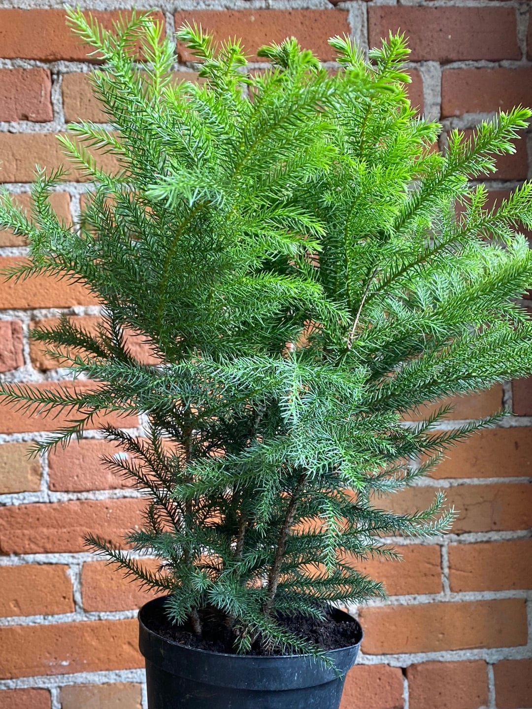 Plant Goals Plant Shop 6" Norfolk Pine